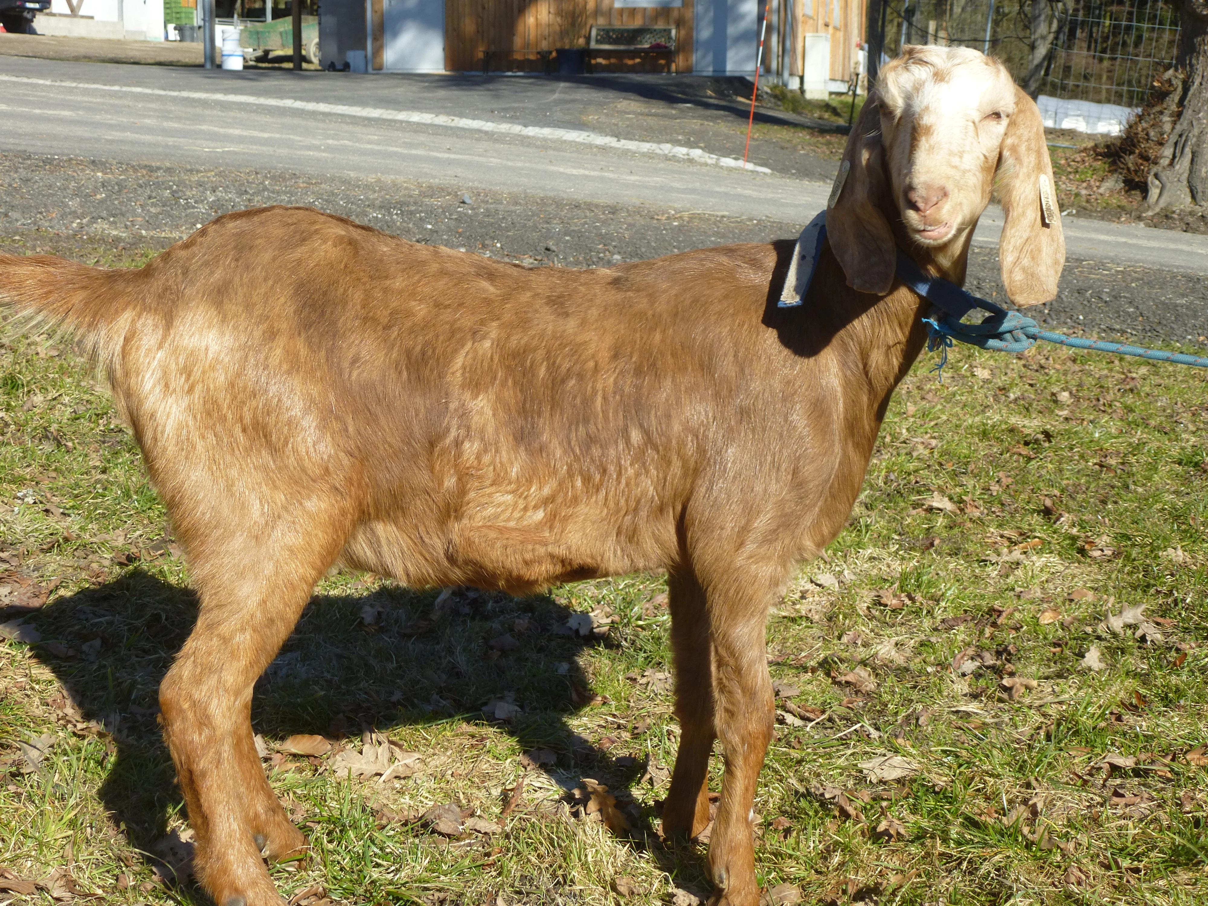 Anglo Nubian 100% samice koz