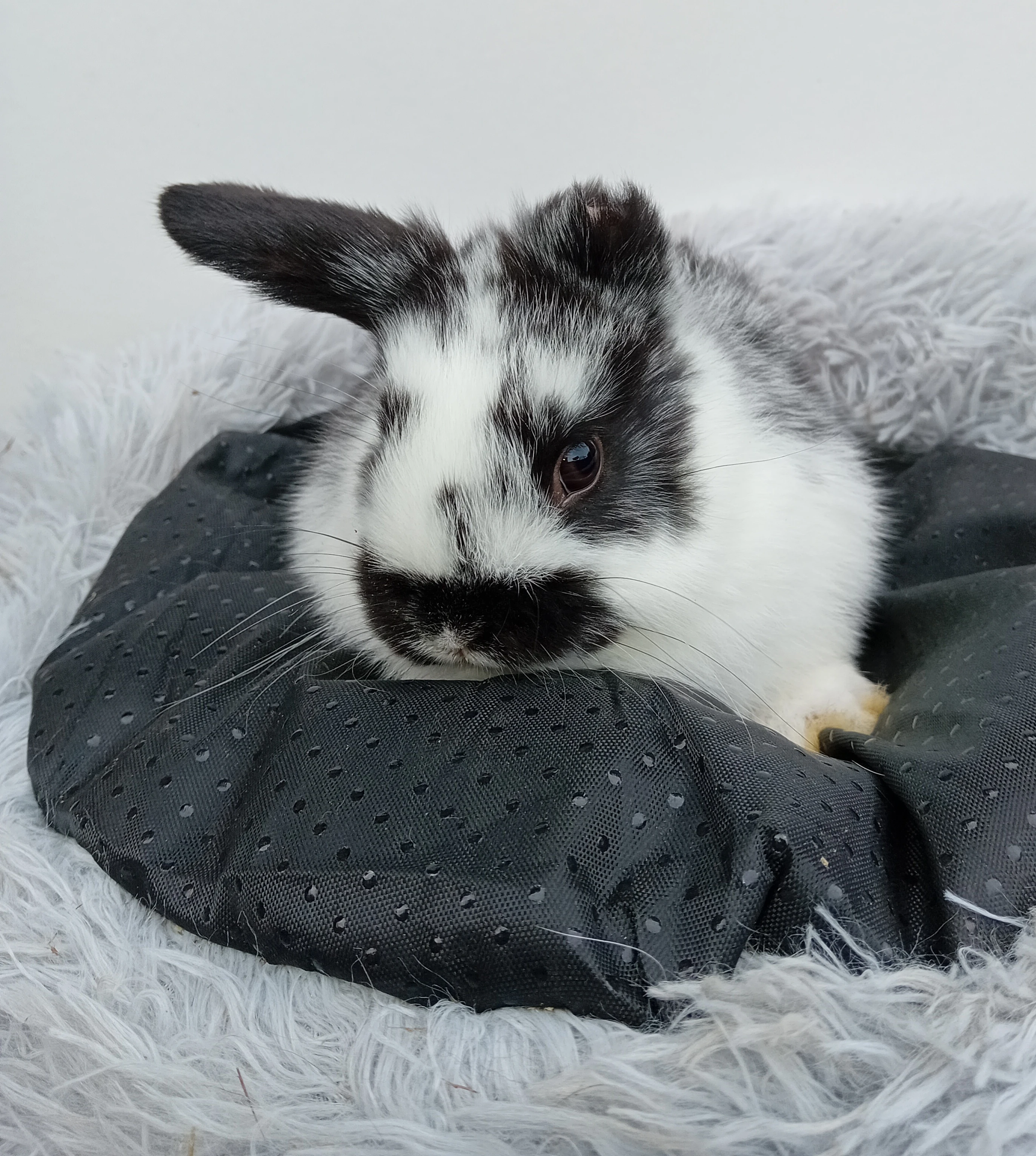 Zakrslý králíček H2