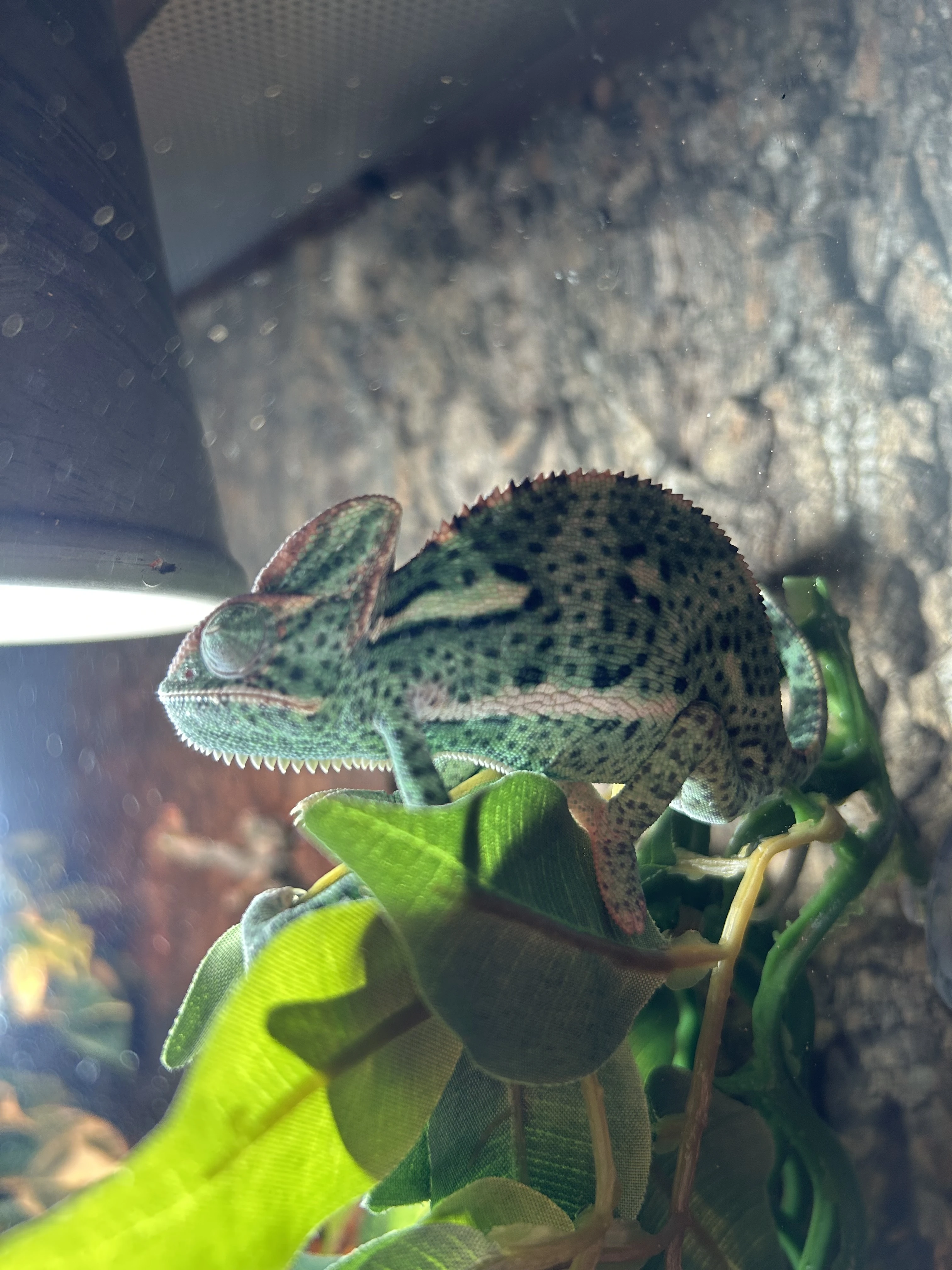 Chameleon Jemenský s teráriem a vybavením