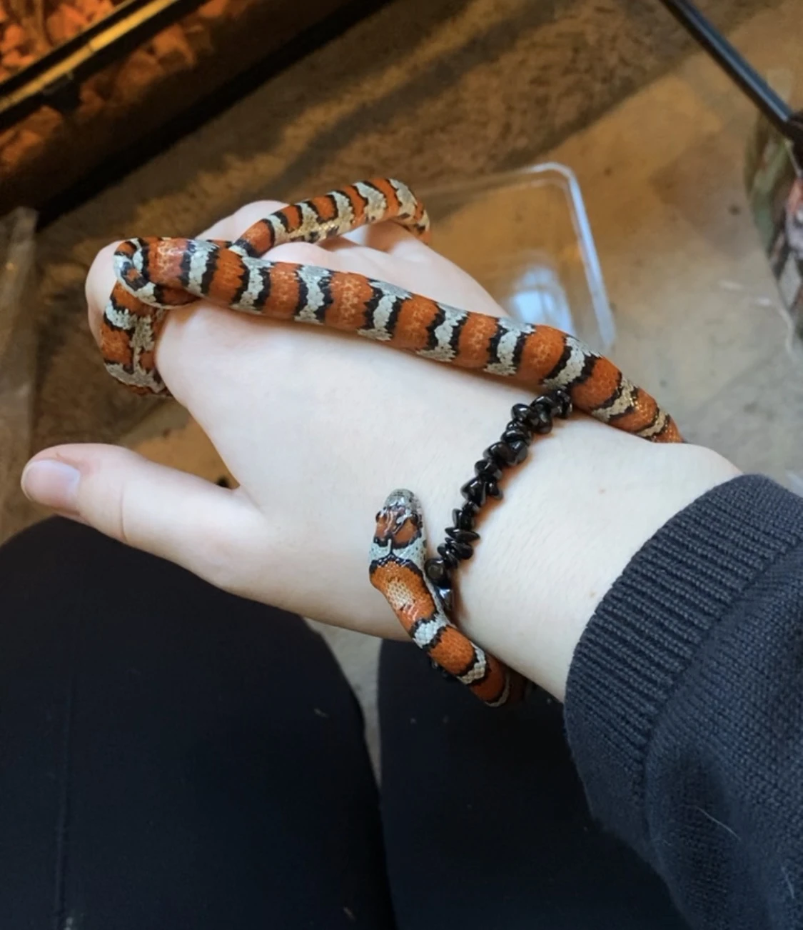 Prodám Korálovku Sedlatou