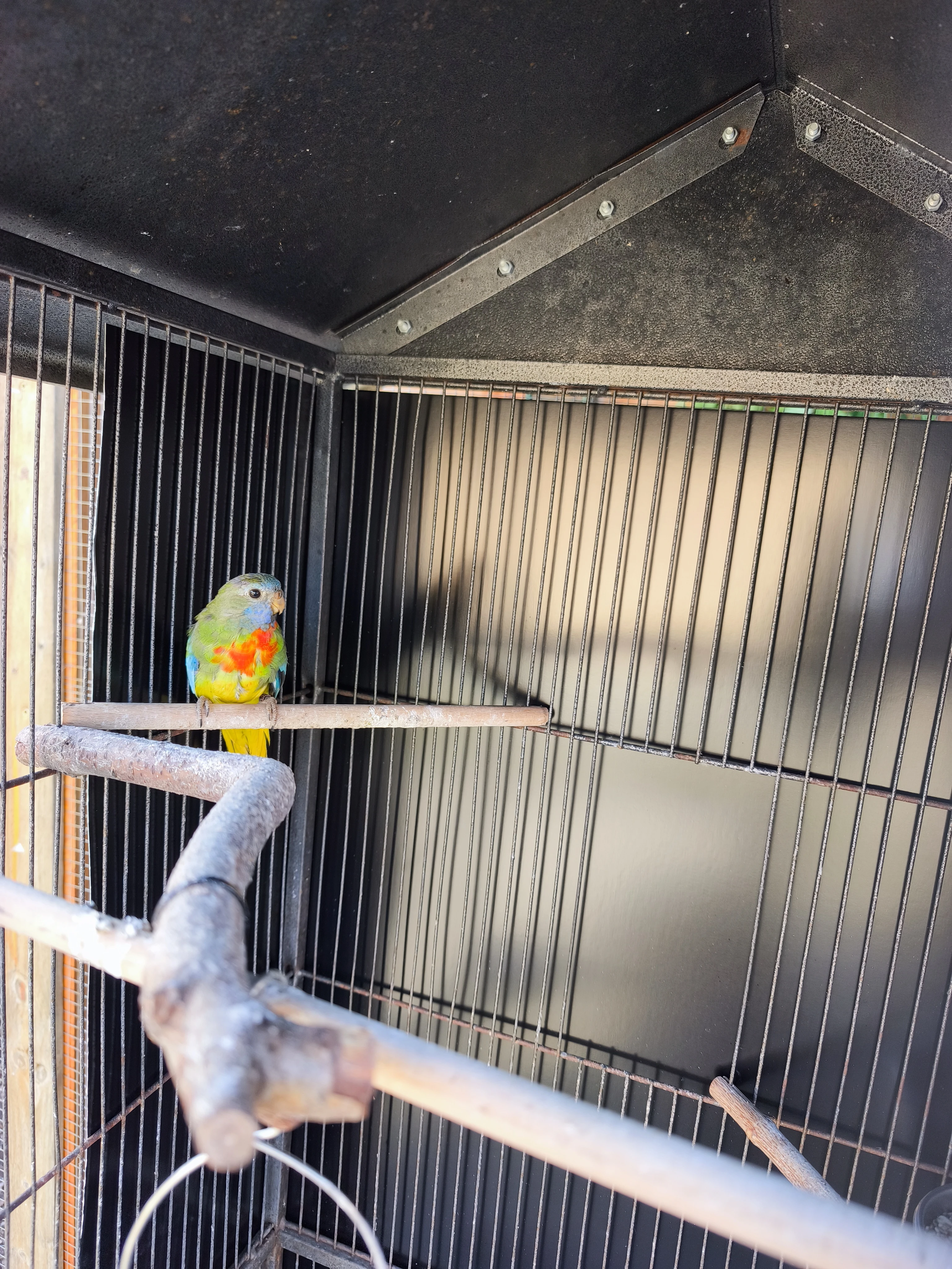 Neoféma Modrohlavá