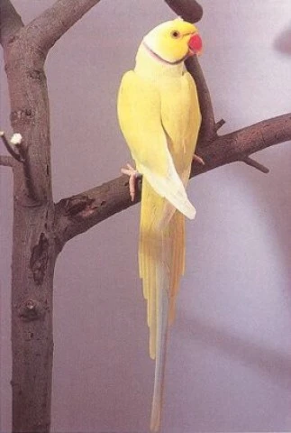 Alexandr malý Lutino 1.0 2021