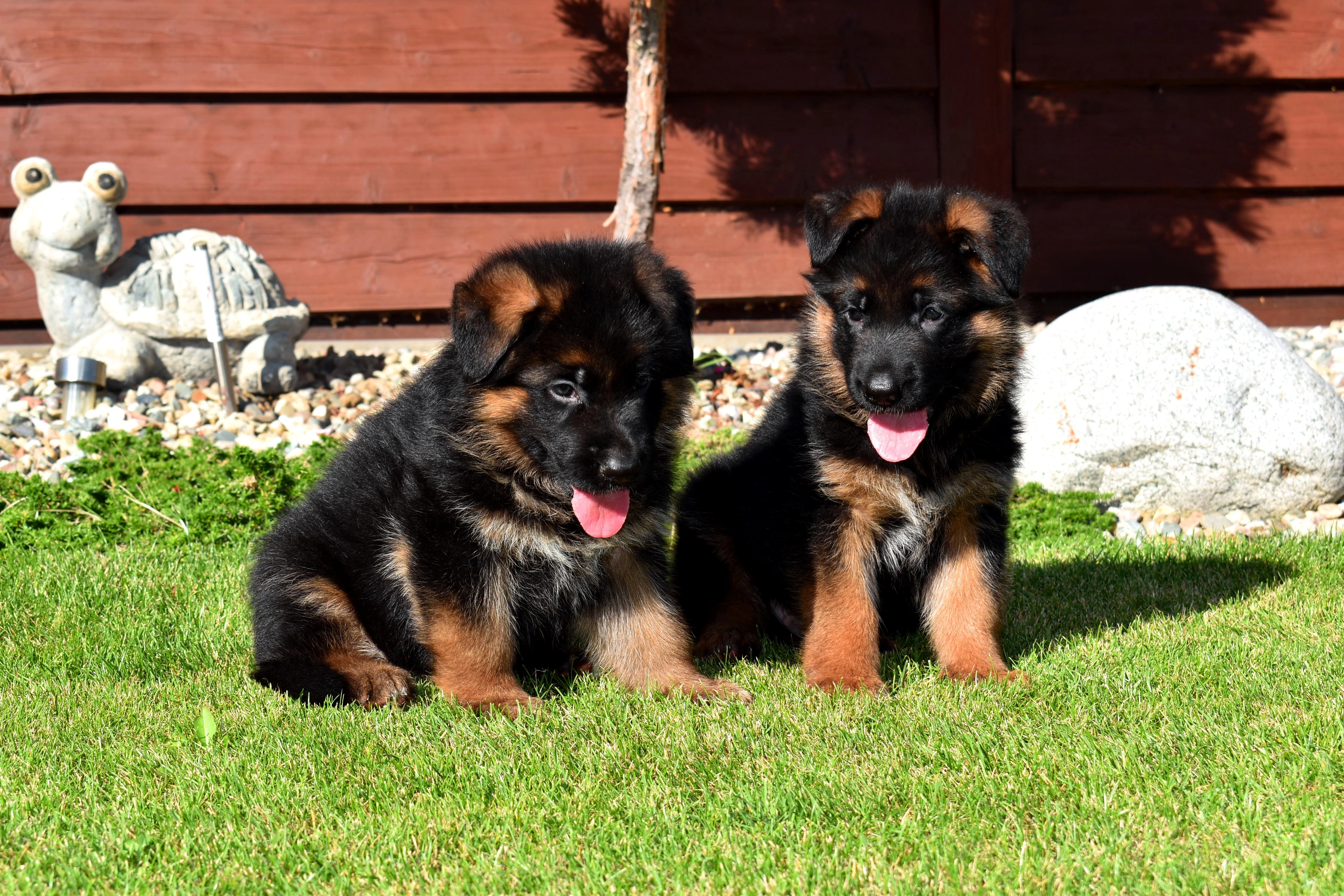 Německý ovčák štěňata s PP supr kup