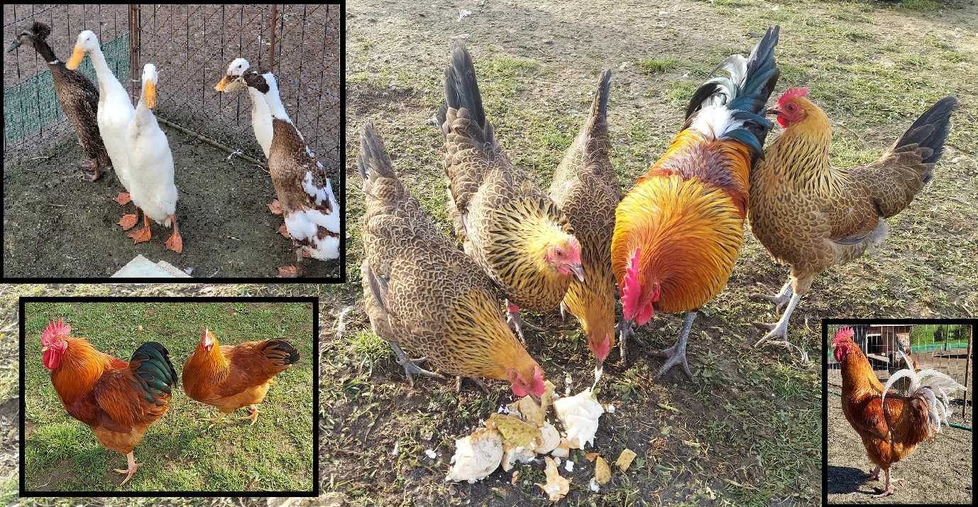 Prodám NV / kuřátka - česká kropenka zlatá,Naše Kalimero,Hempšírka,Křepelky...