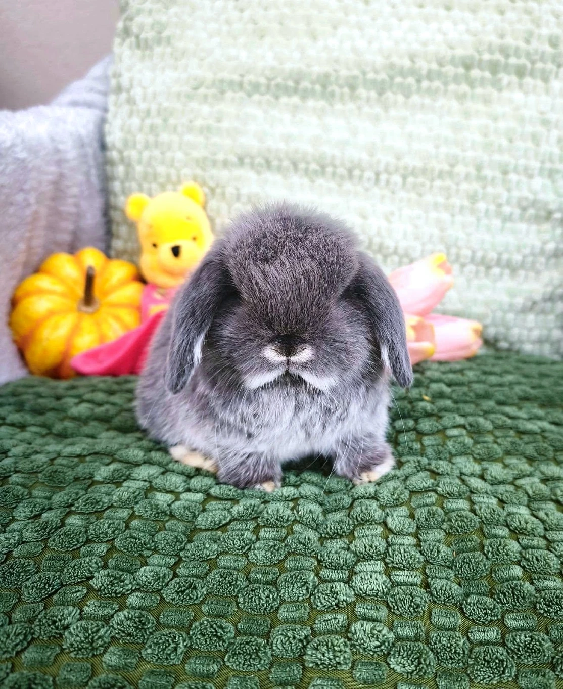 Zakrslý beránci MiniLop