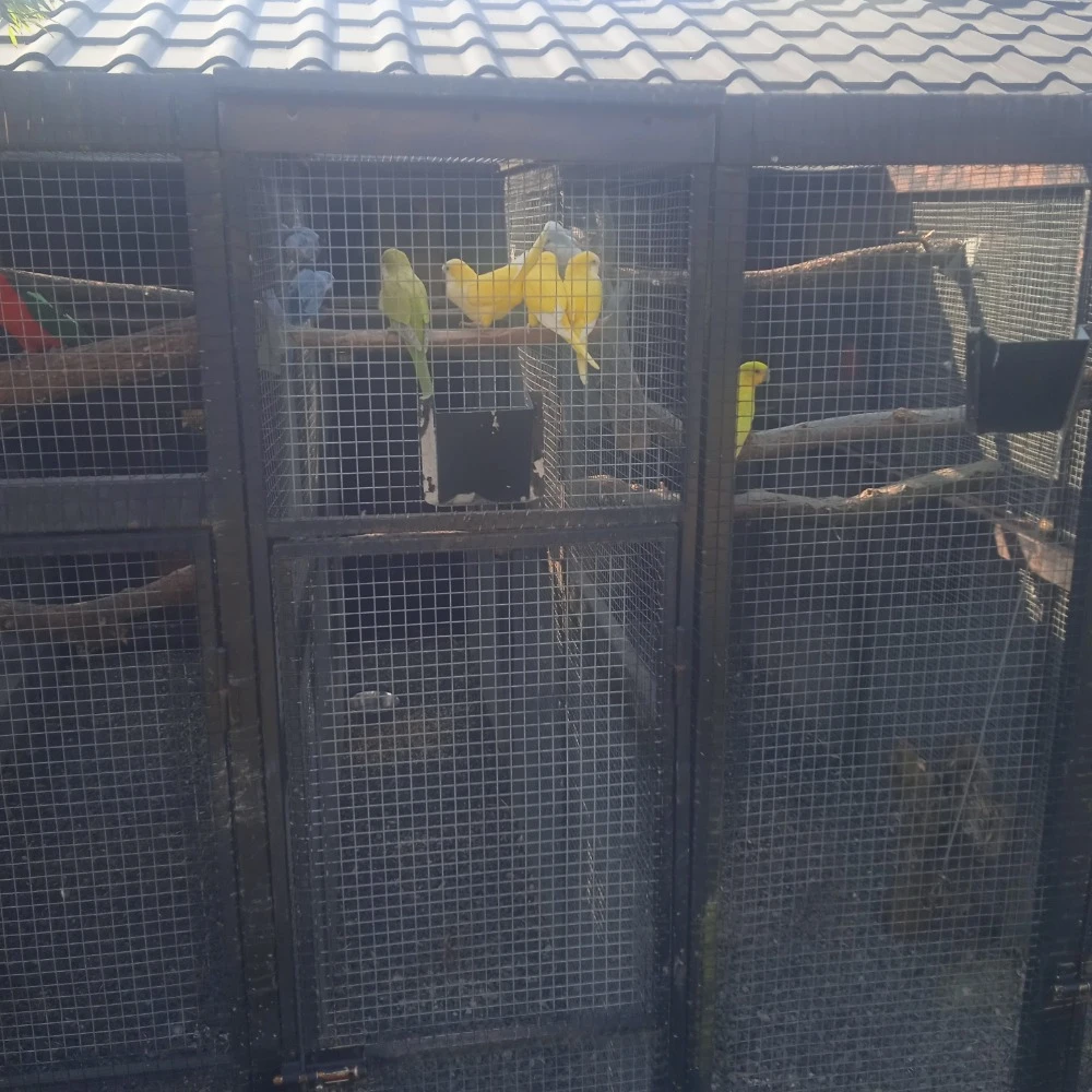 Papoušek mniší -mnich