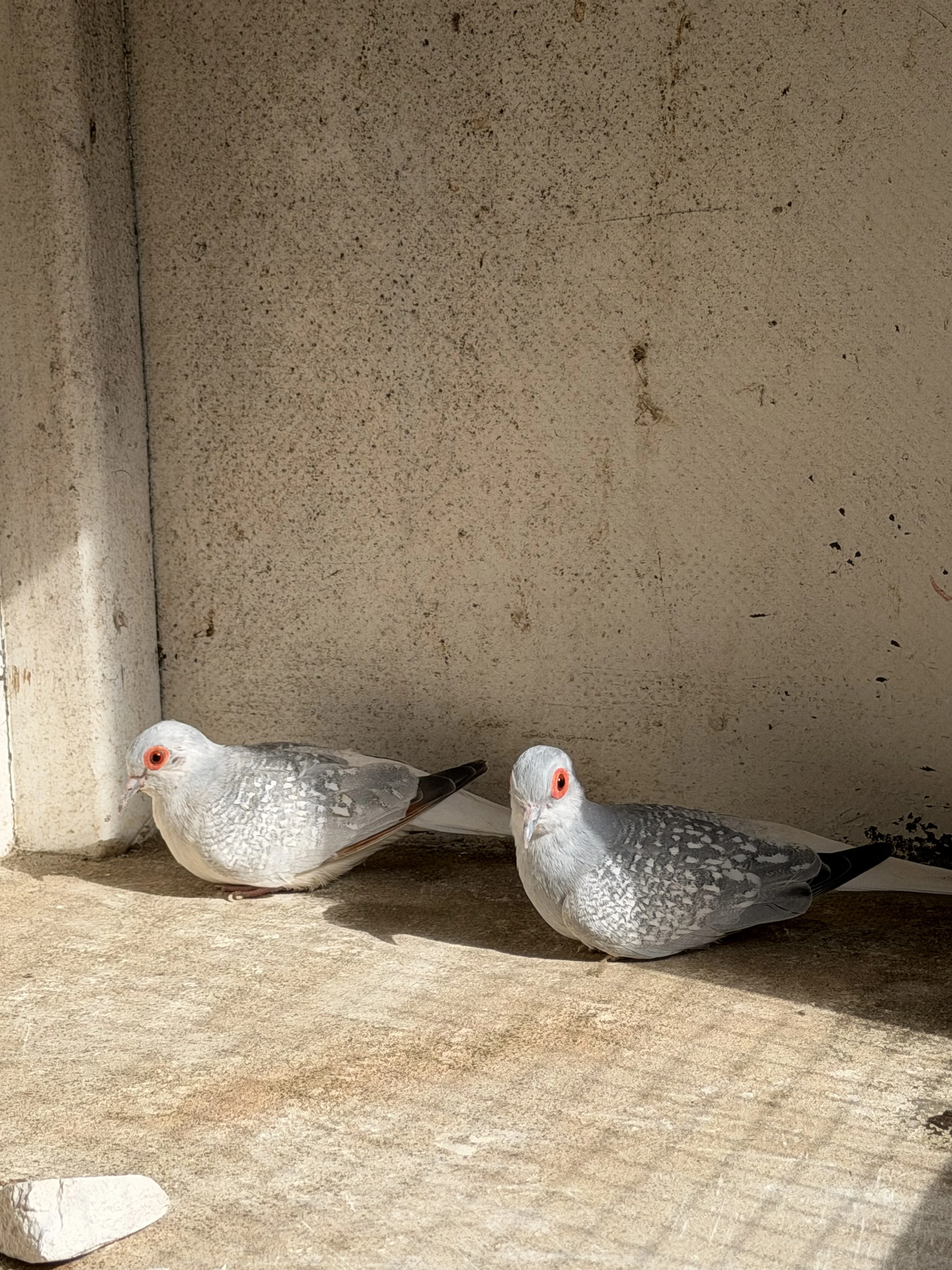 Holoubek Diamantový