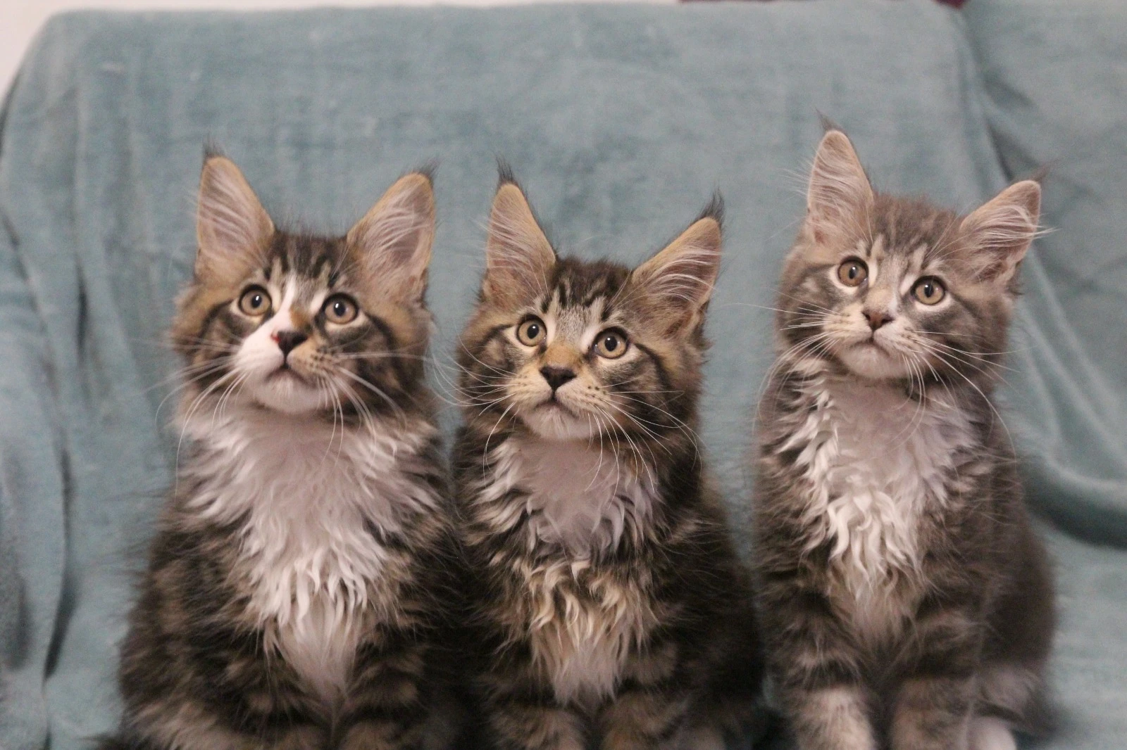 Mainská koťátka hledají domov