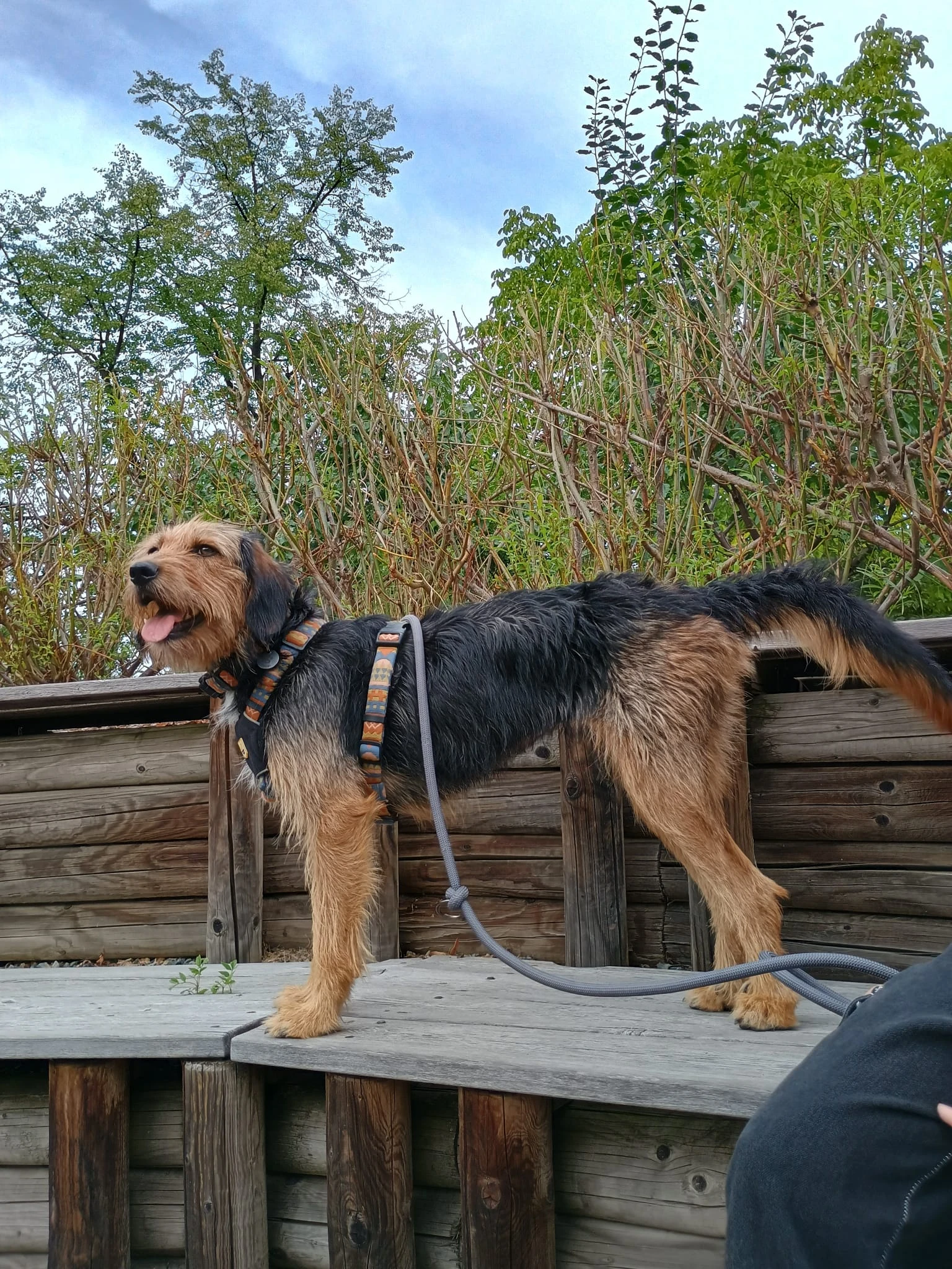 Krásná fenka mix bosenský hrubosrstý honič