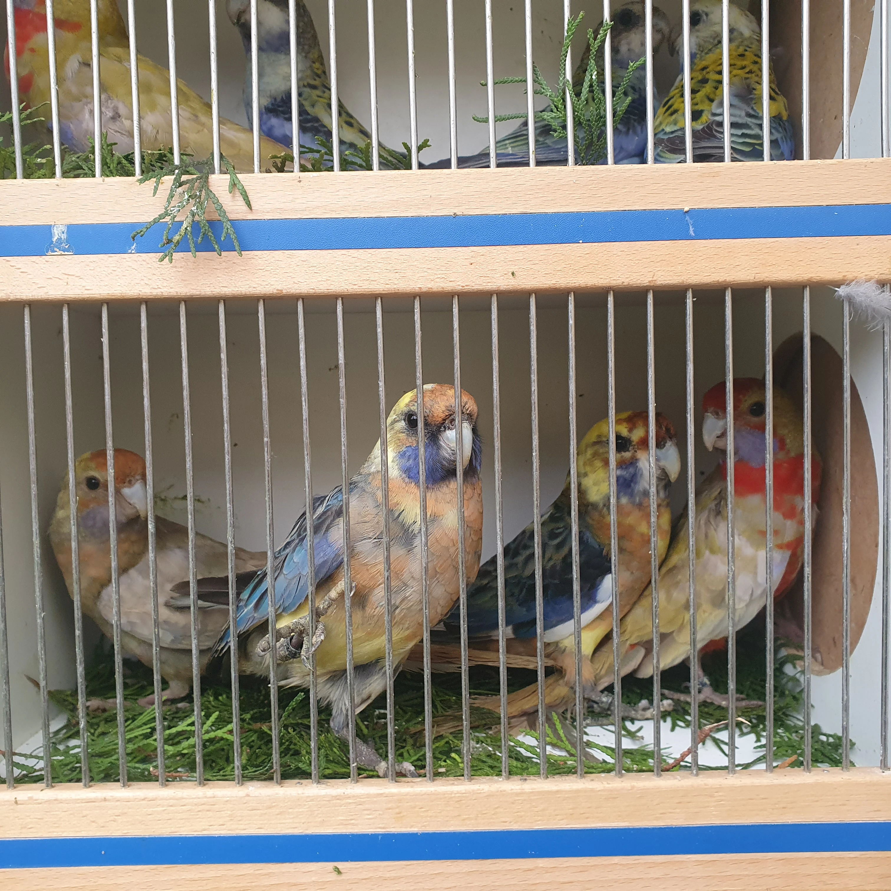 Rosela penant straky