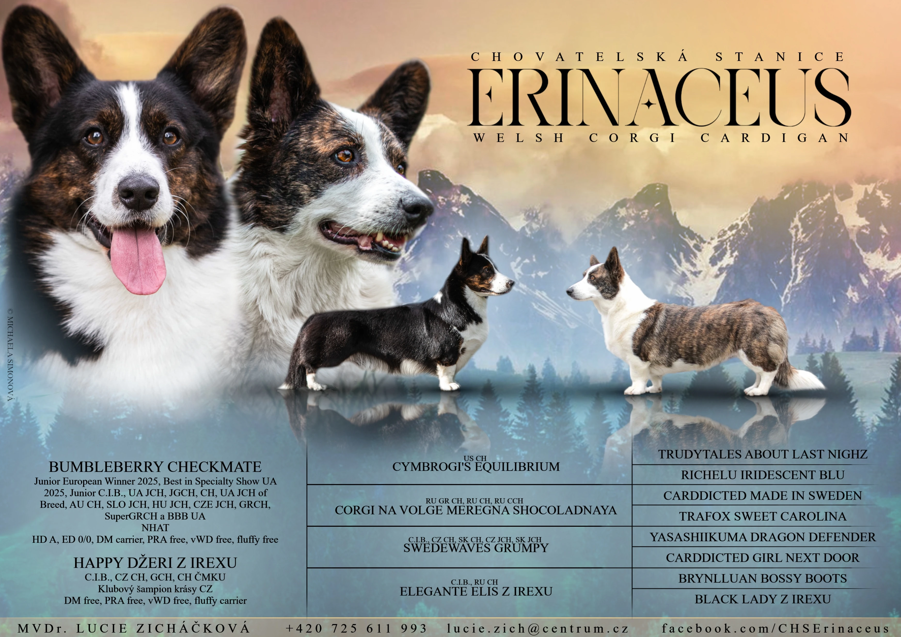 Welsh corgi cardigan - štěňata