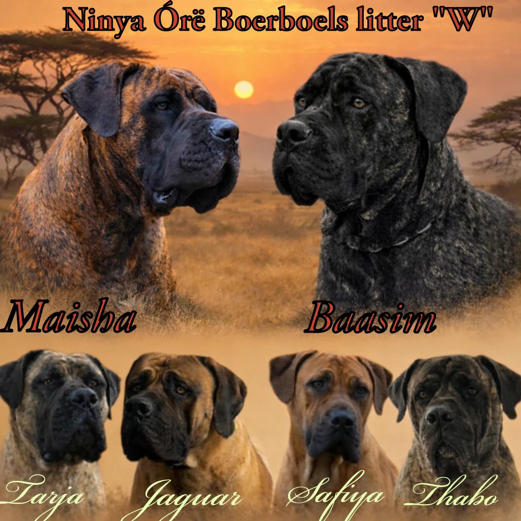 Boerboel  FCI PP