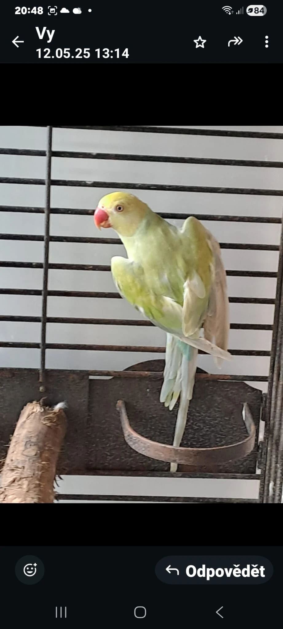 Prodám Alexandra malého