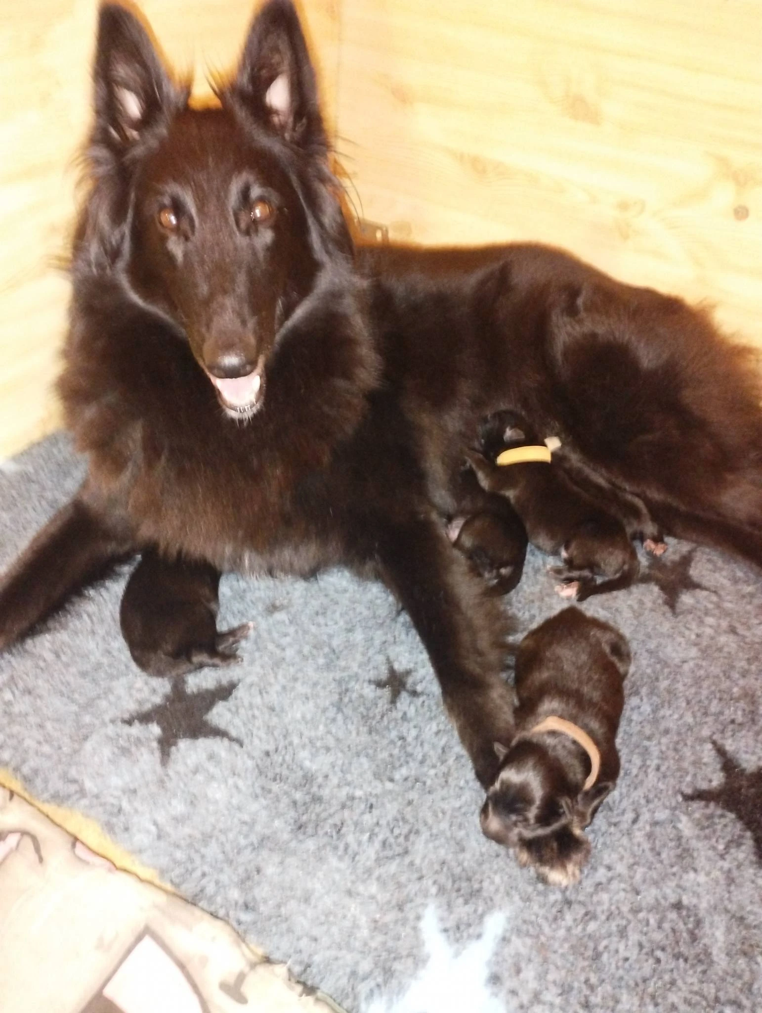 Belgický ovčák Groenendael