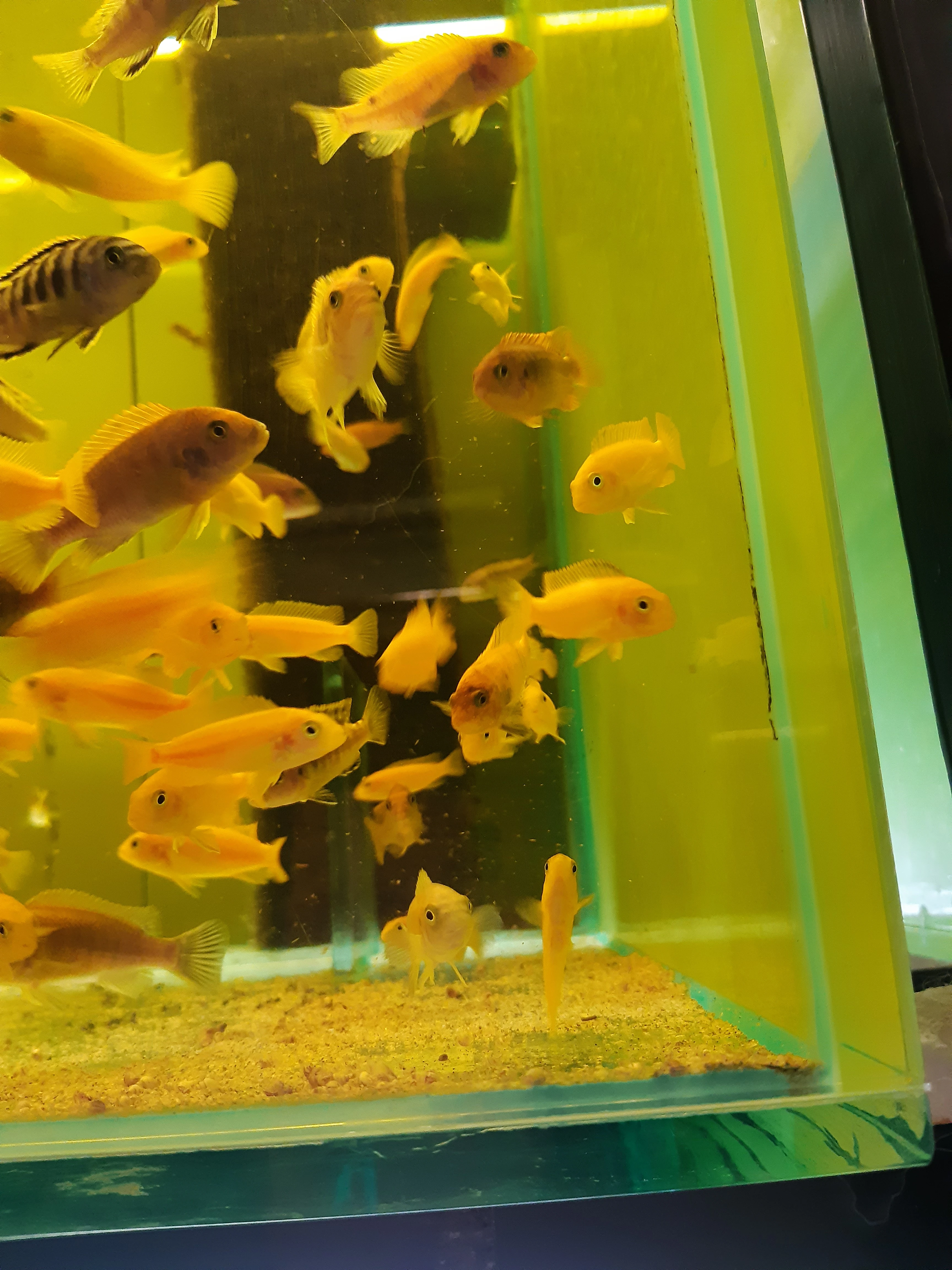 Akvárium 270 litrů