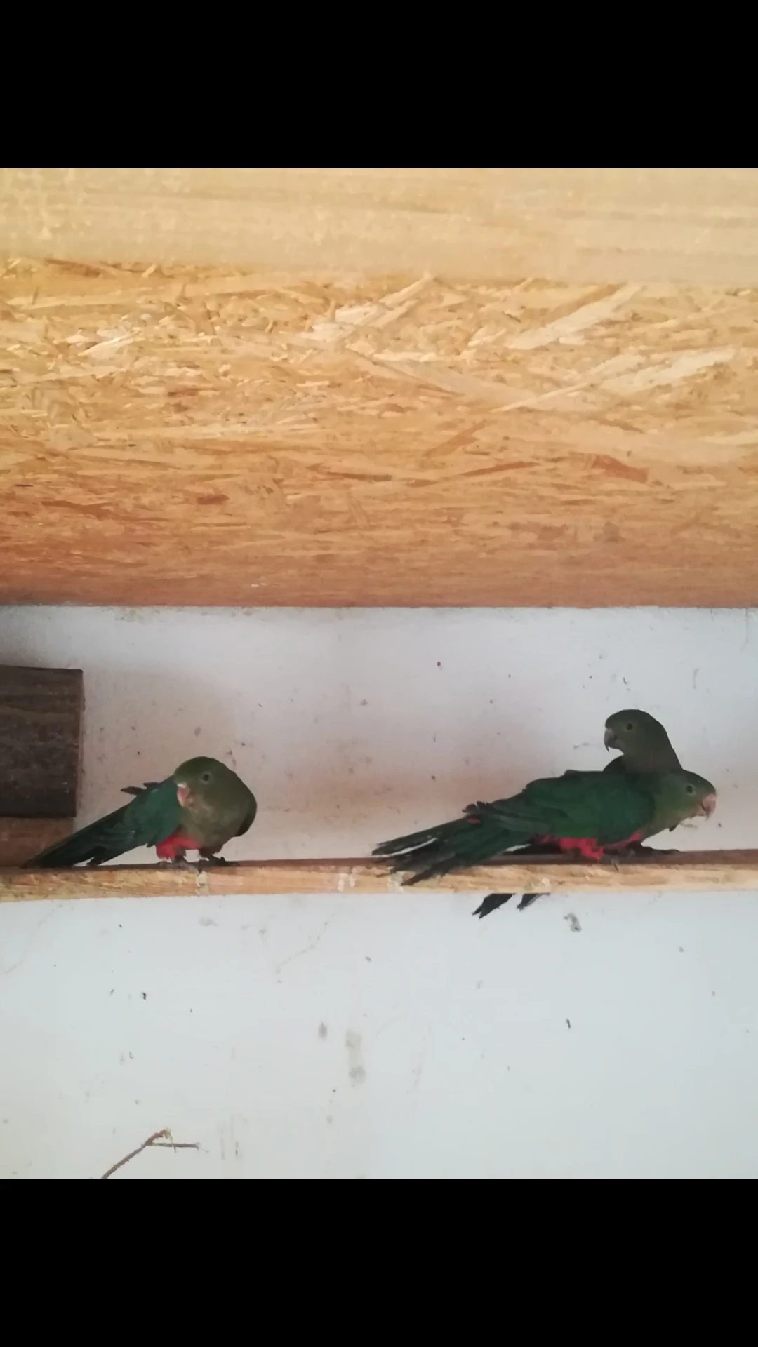 Prodám mladé samce