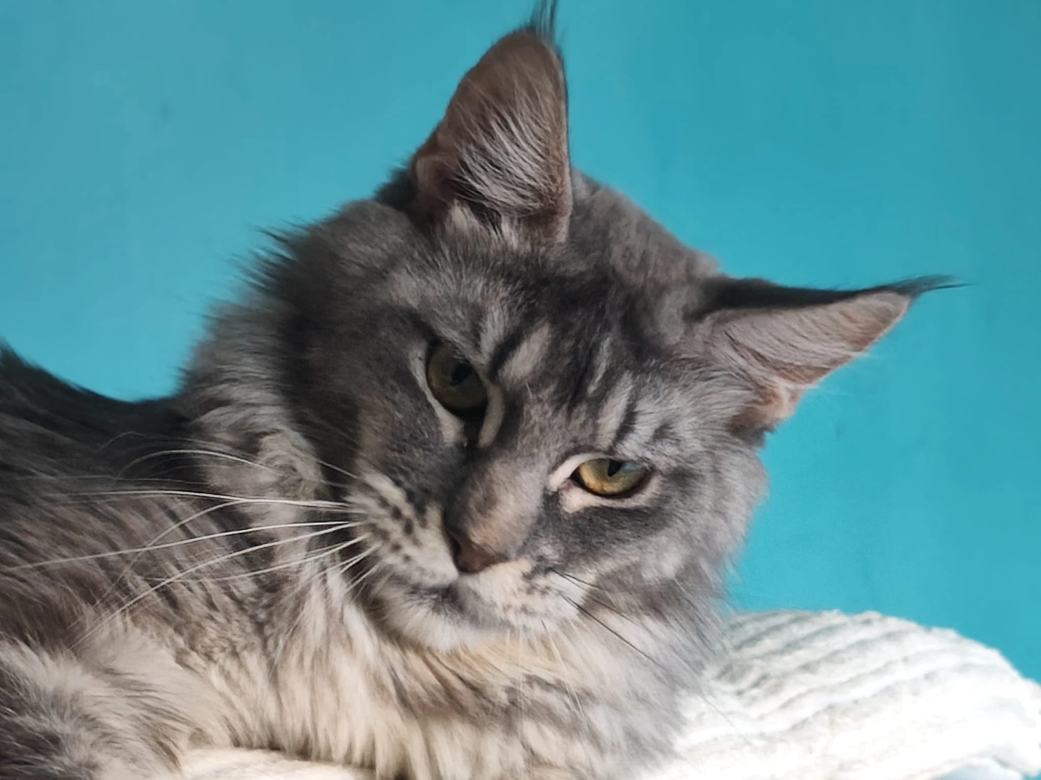 Mainská mývalí kočka s PP