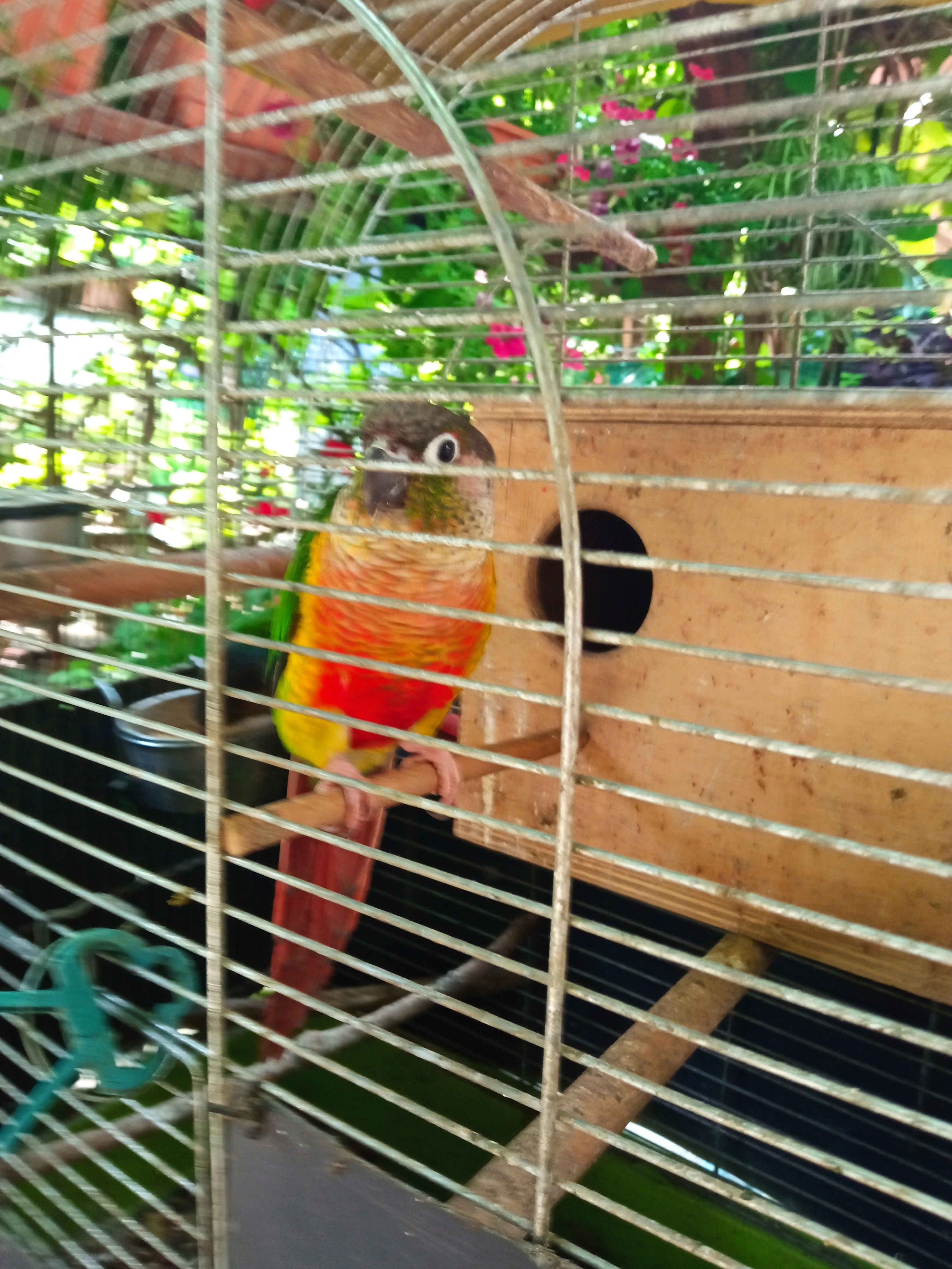 Prodám pyrury zelenolici