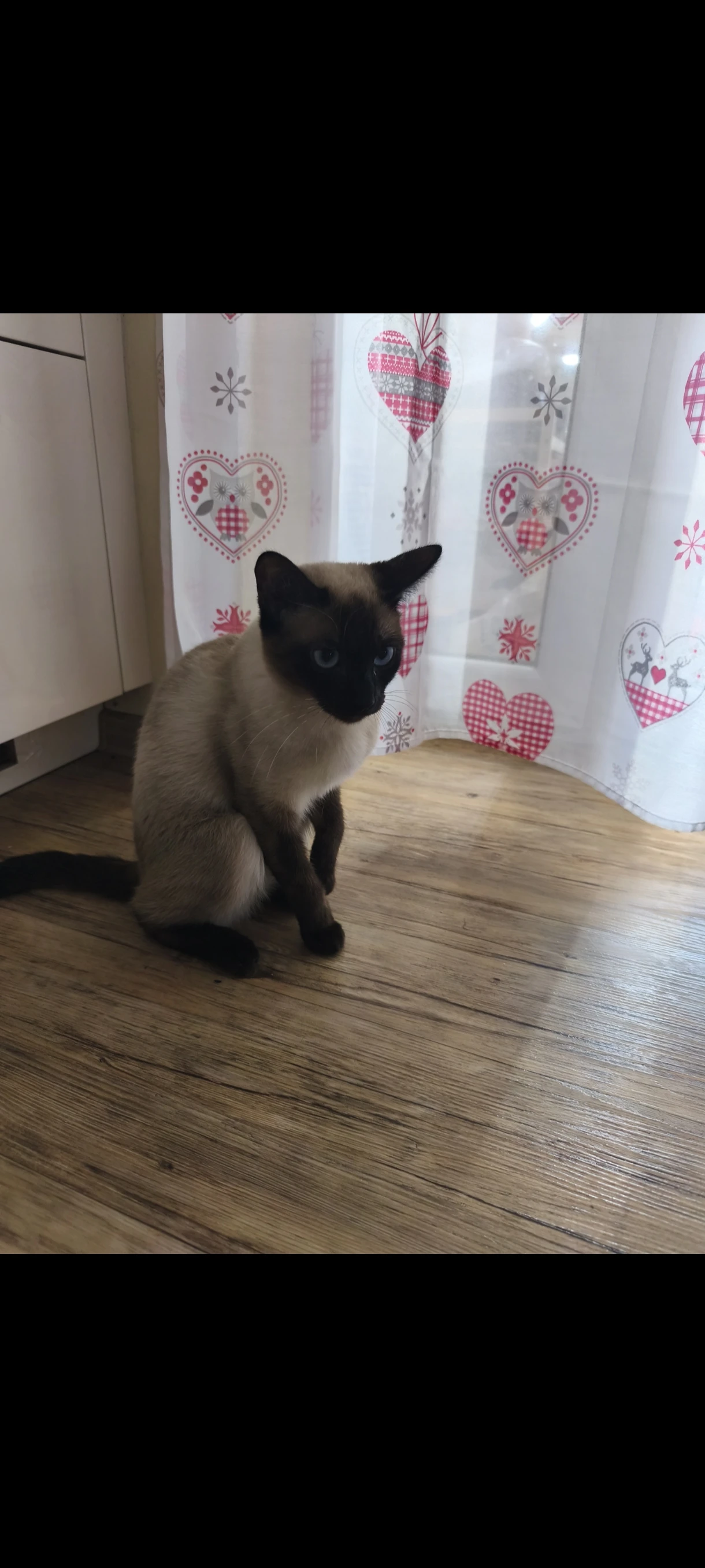 Kočka thajského typu