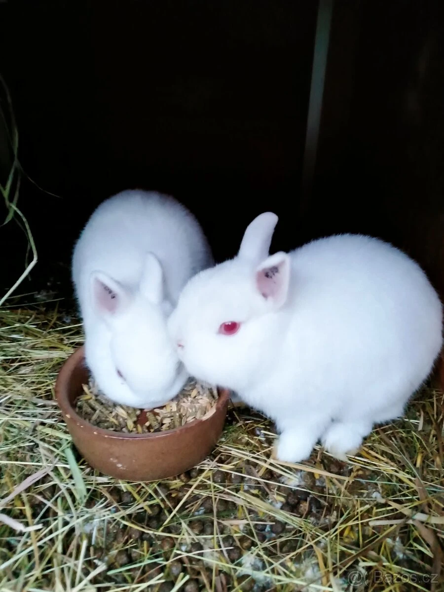 Prodám zakrslé králíčky.