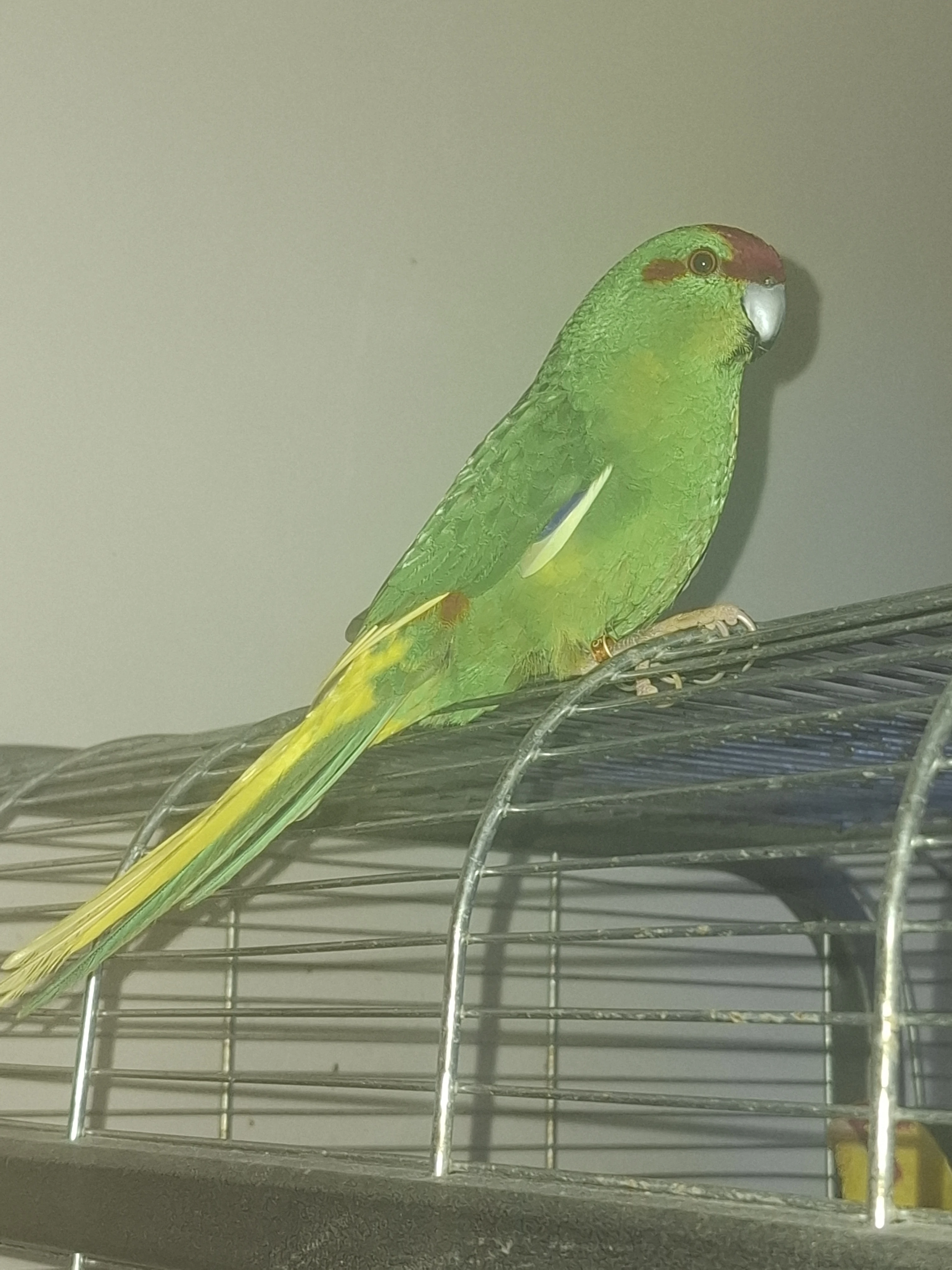 Pár - stáří cca 2 roky