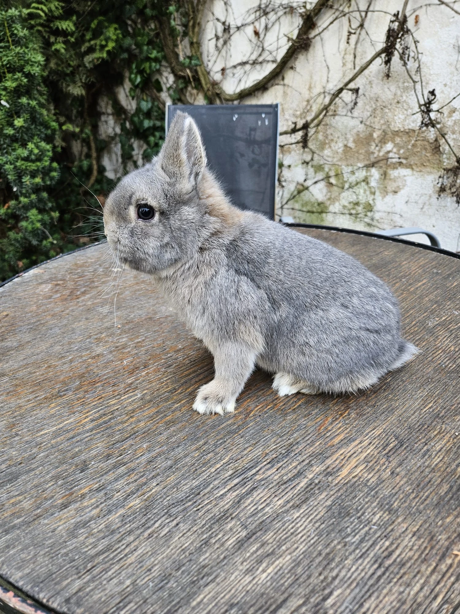 Zakrslý divoce modrý