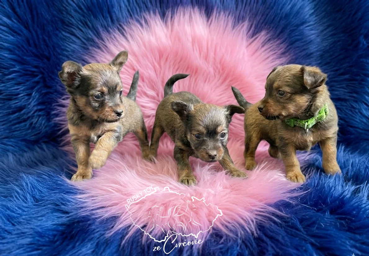 Ruský toy dlouhosrstý - Faraon Ptolemaios