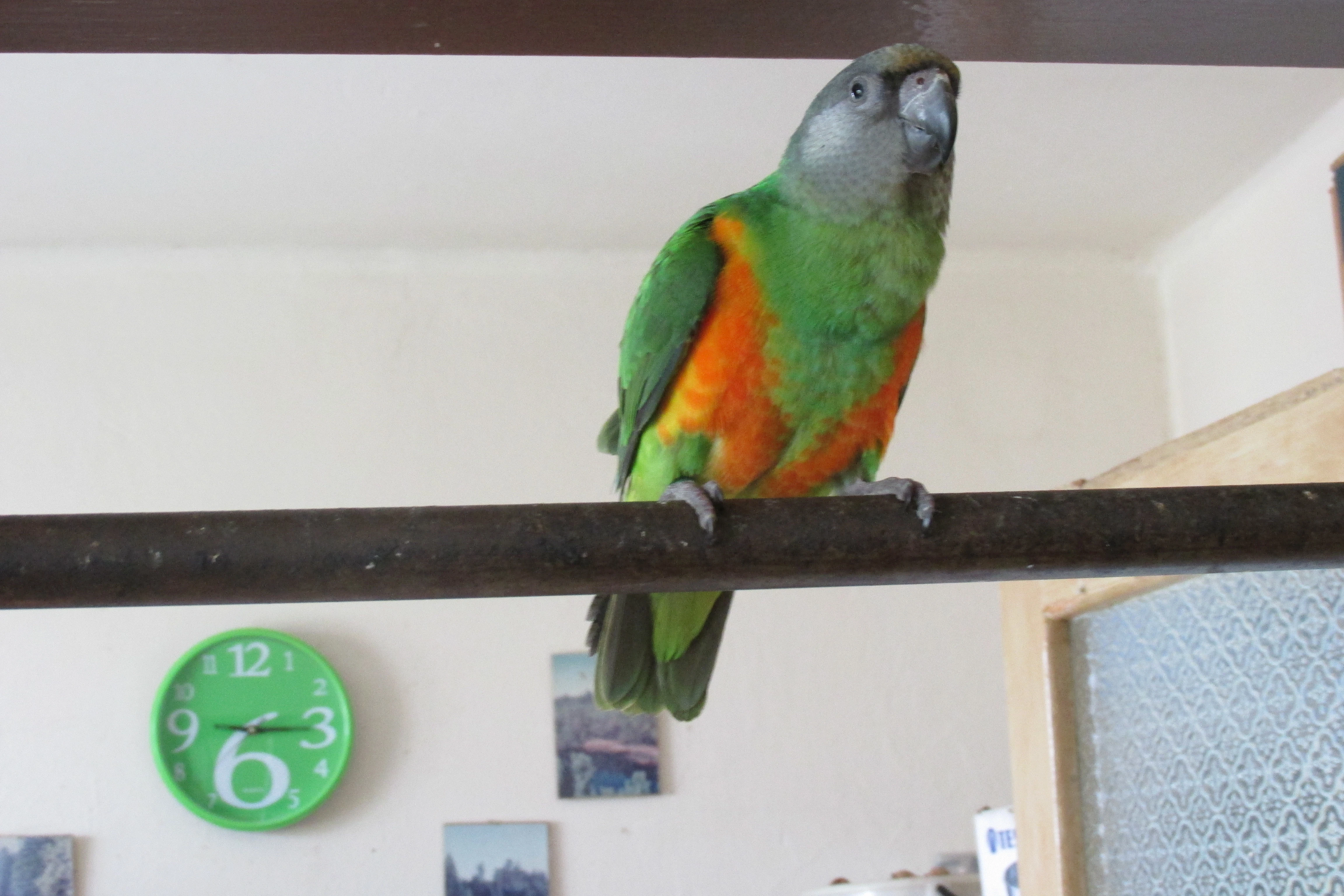 Papošek senegalský