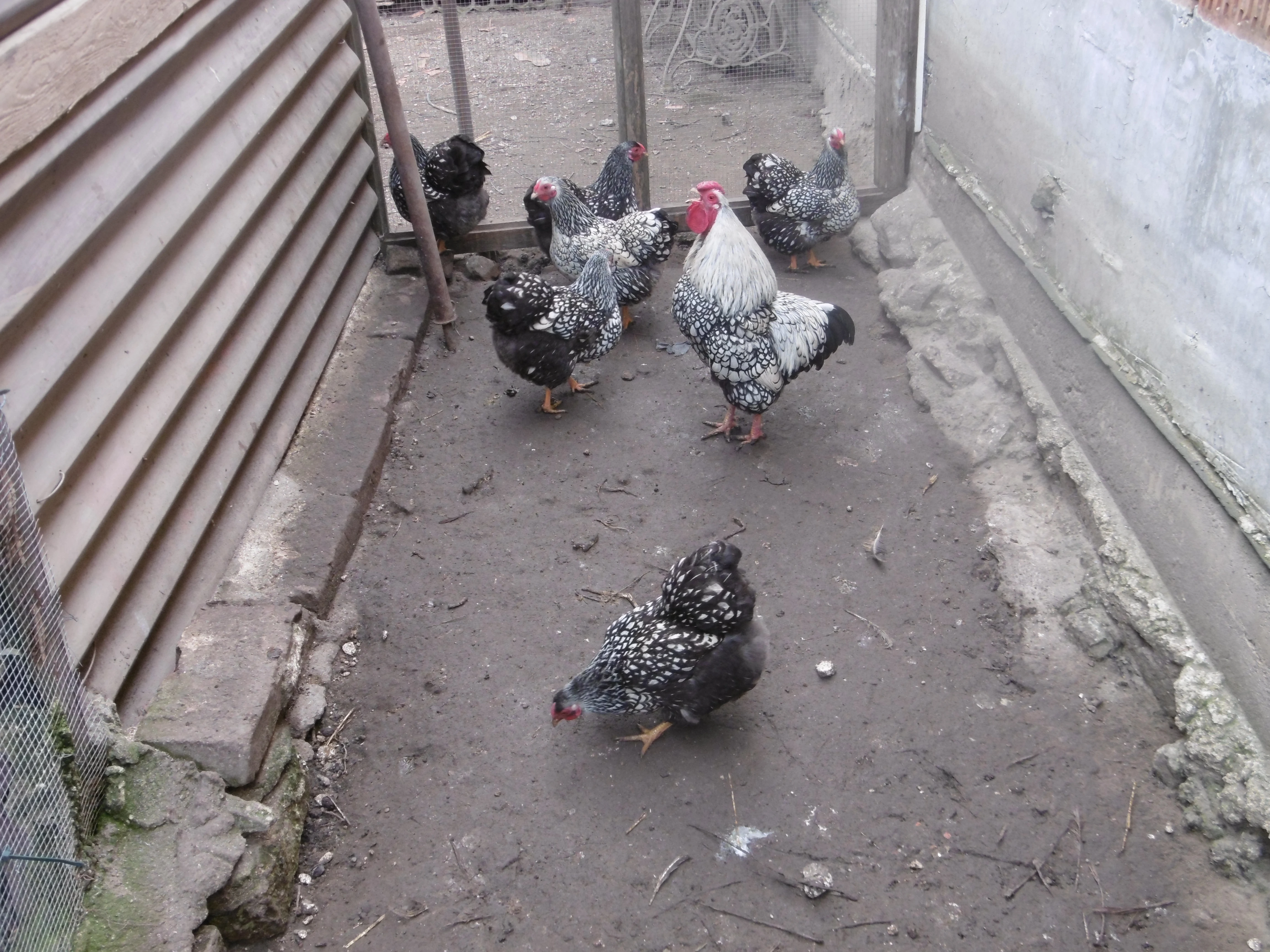 Prodám násadová vejce od zdrobnělých vyandotek