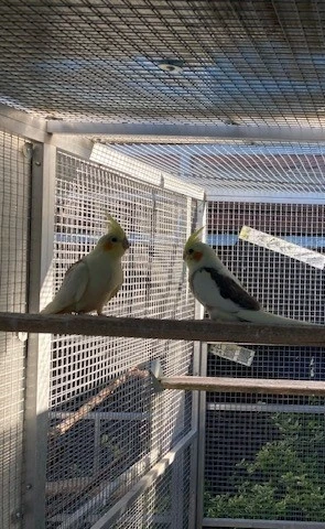 Prodám loňského samce korely, straka