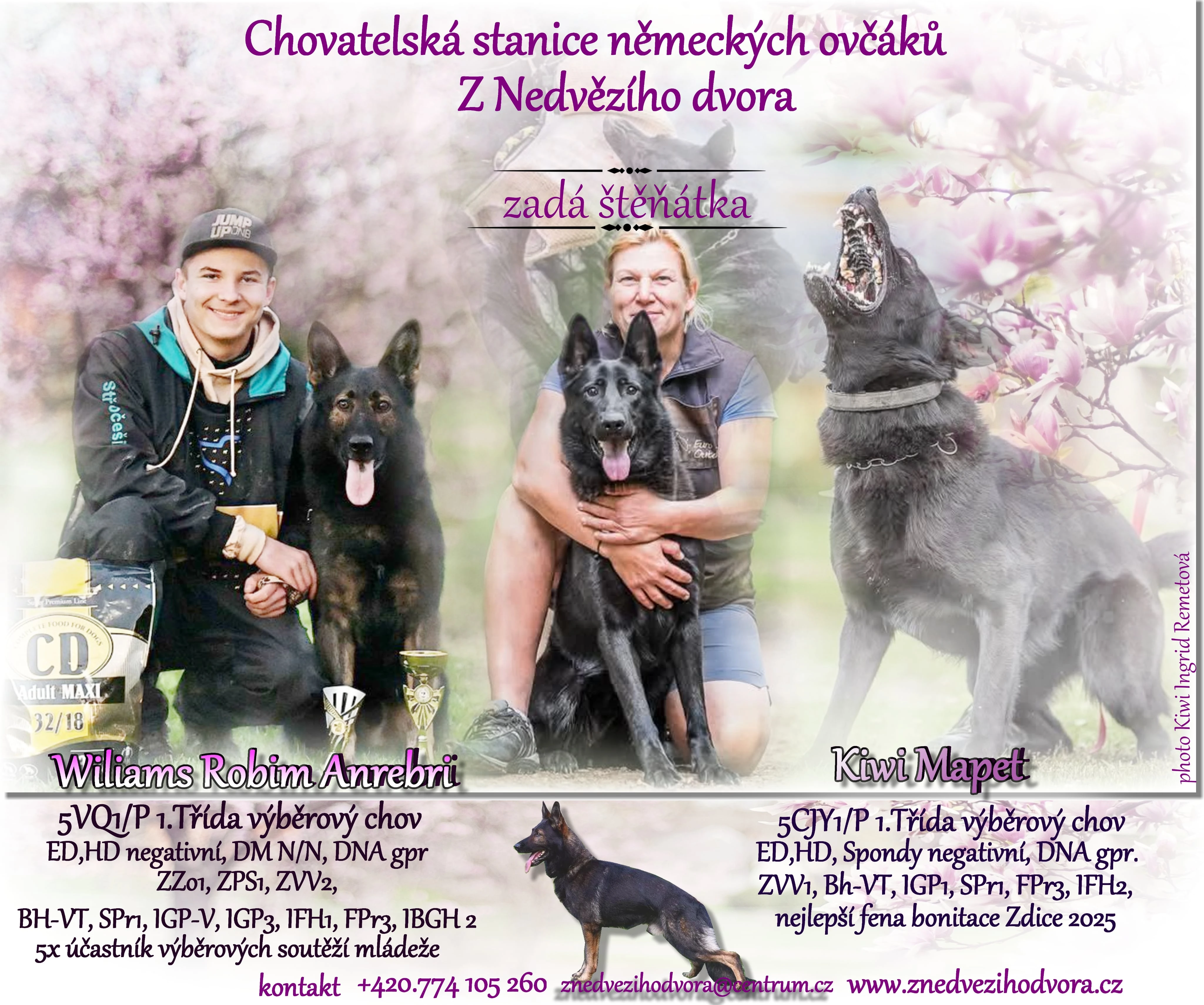 Nabízím pejsky no s PP