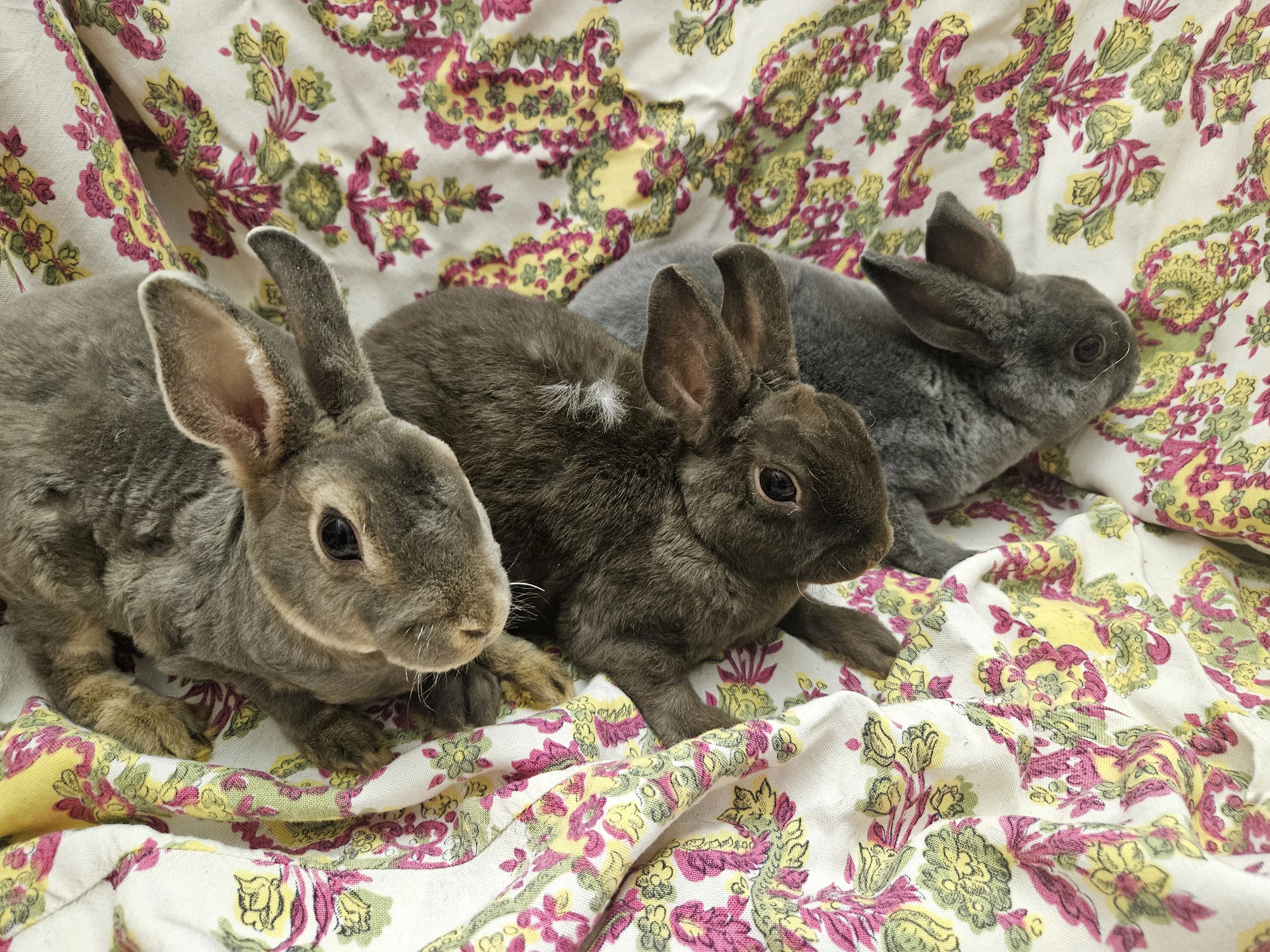 Zakrslý králíček