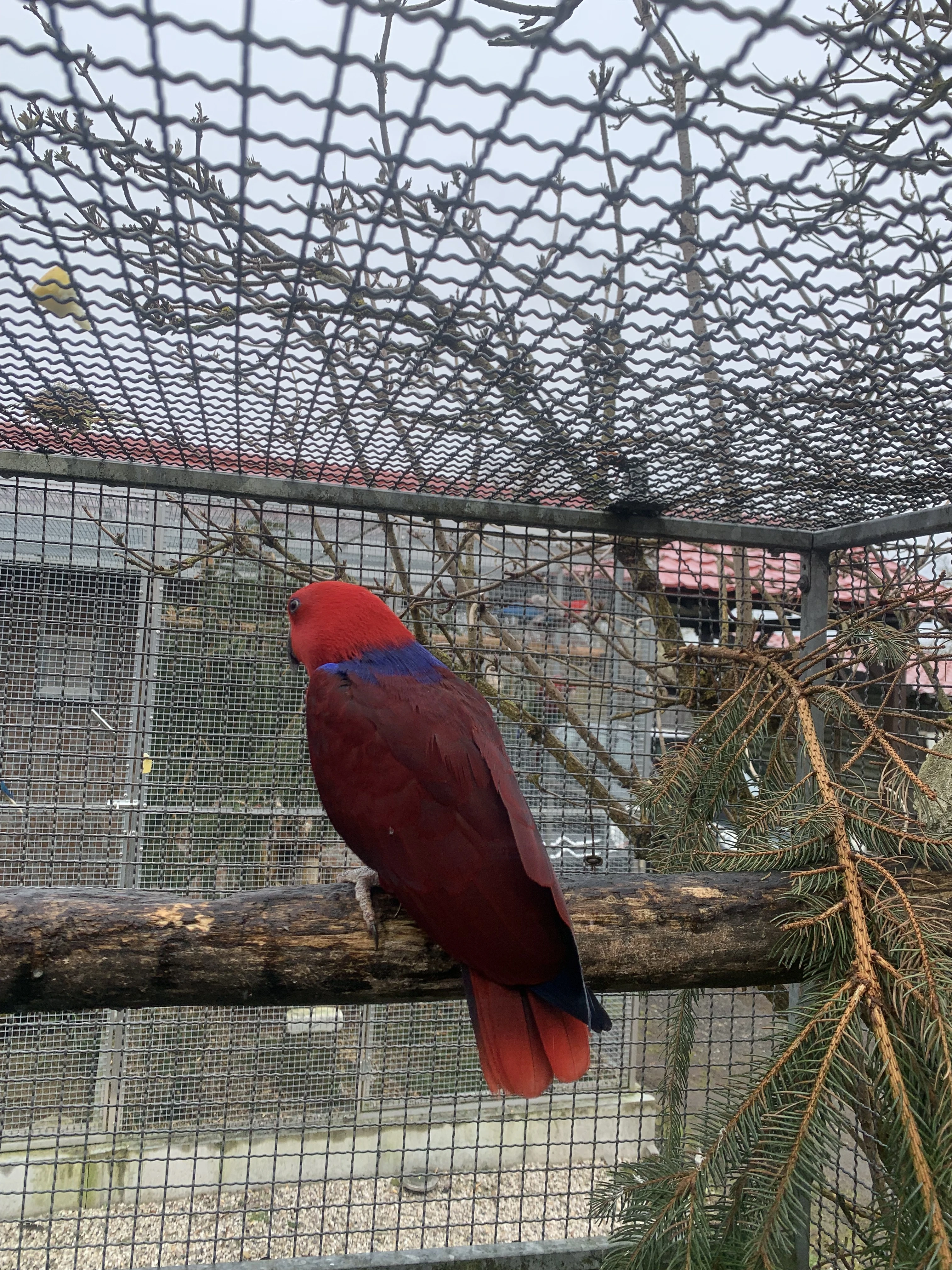 Eklektus různobarvý