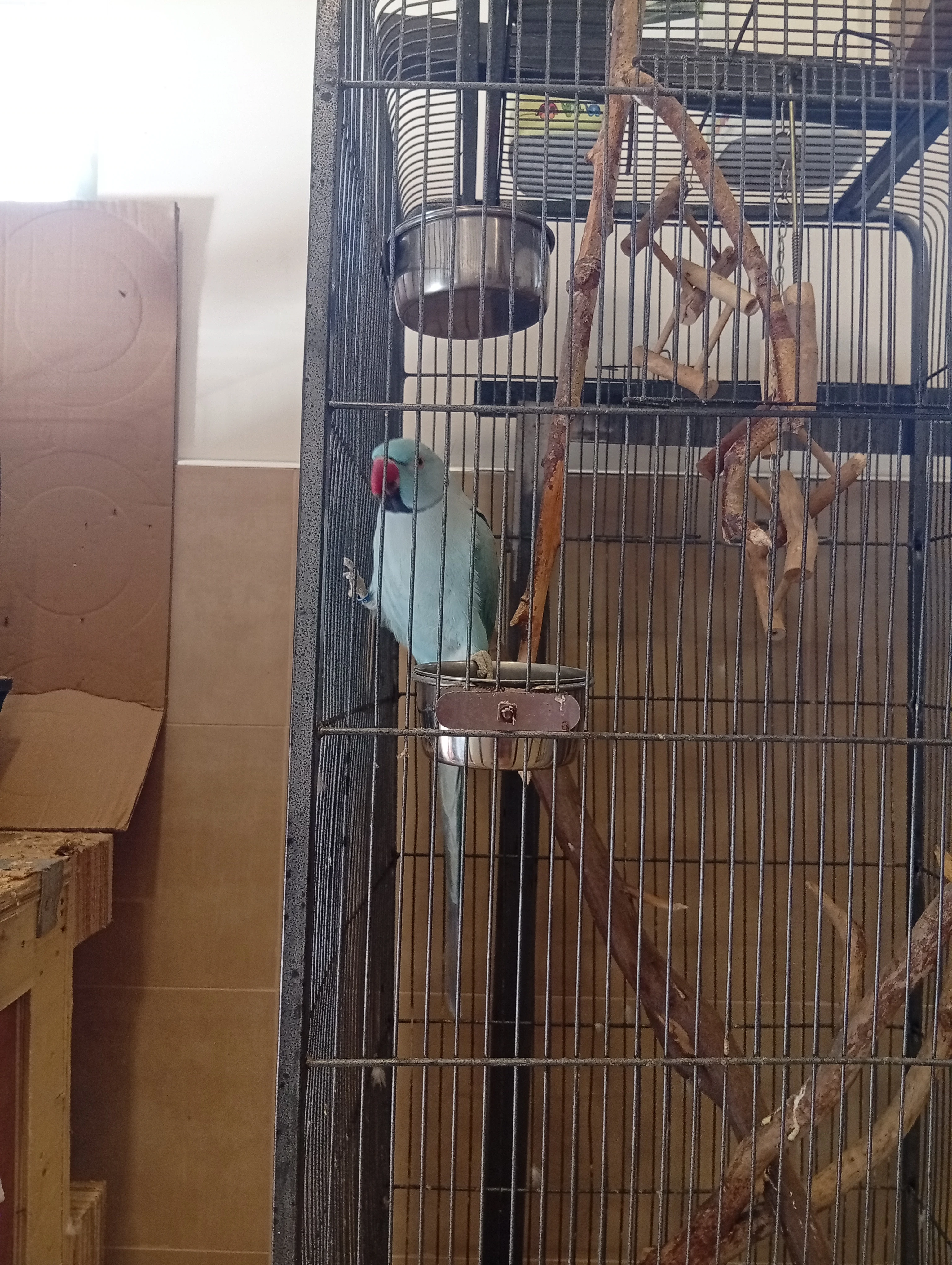 Alexander malý (modrý sameček)