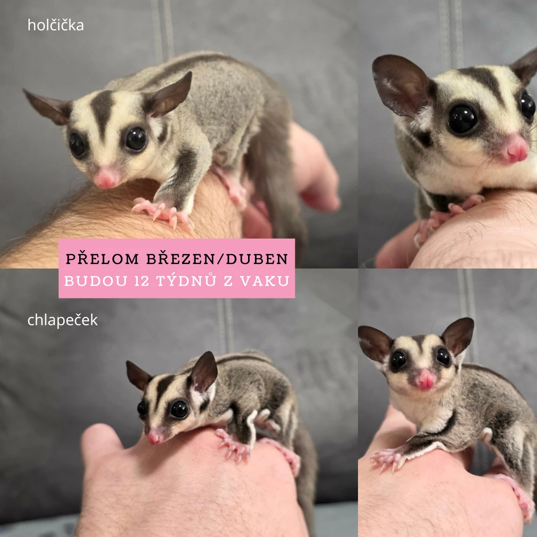 Vakoveverka létavá - mladý klučina