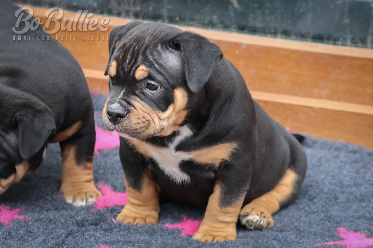 American bully pocket ABKC - luxusní pejskové