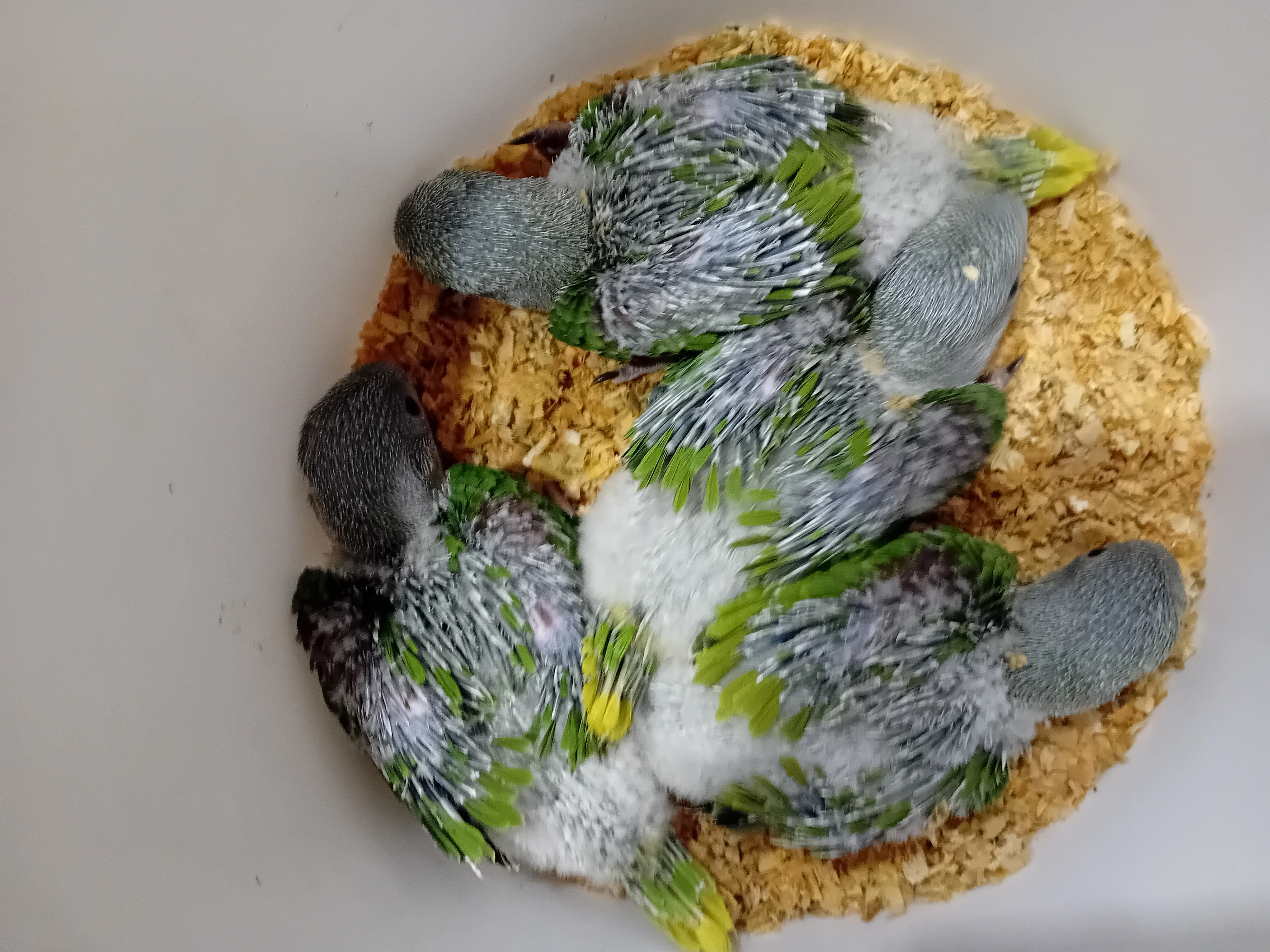 Ručně dokrmený mazel