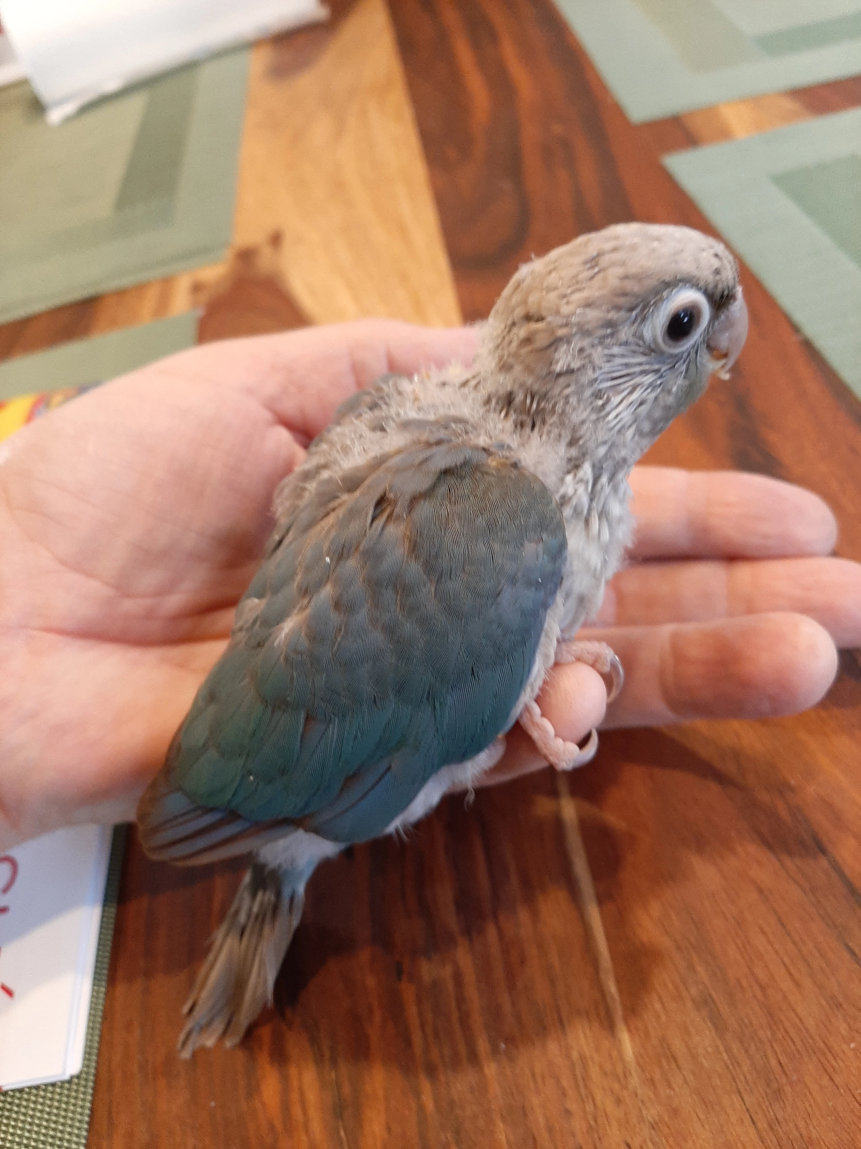 Ručně dokrmená mláďata pyrury zelenolícího