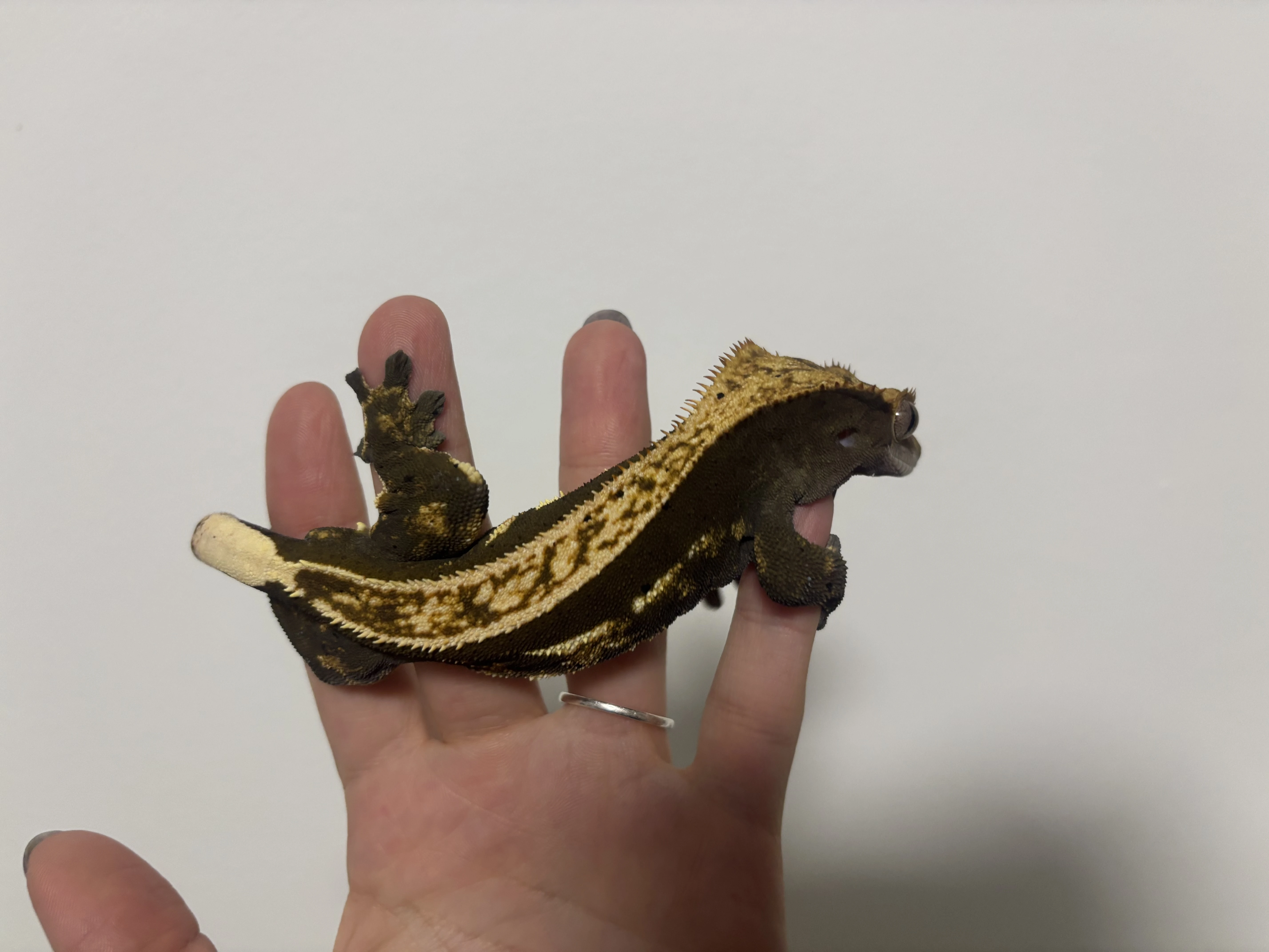 Sameček pagekona řasnatého