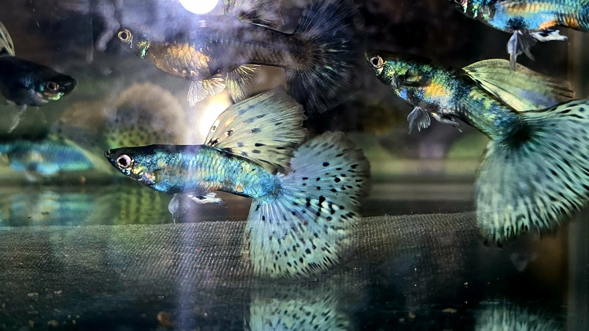 Krásná paví očka - 2 plus 1.