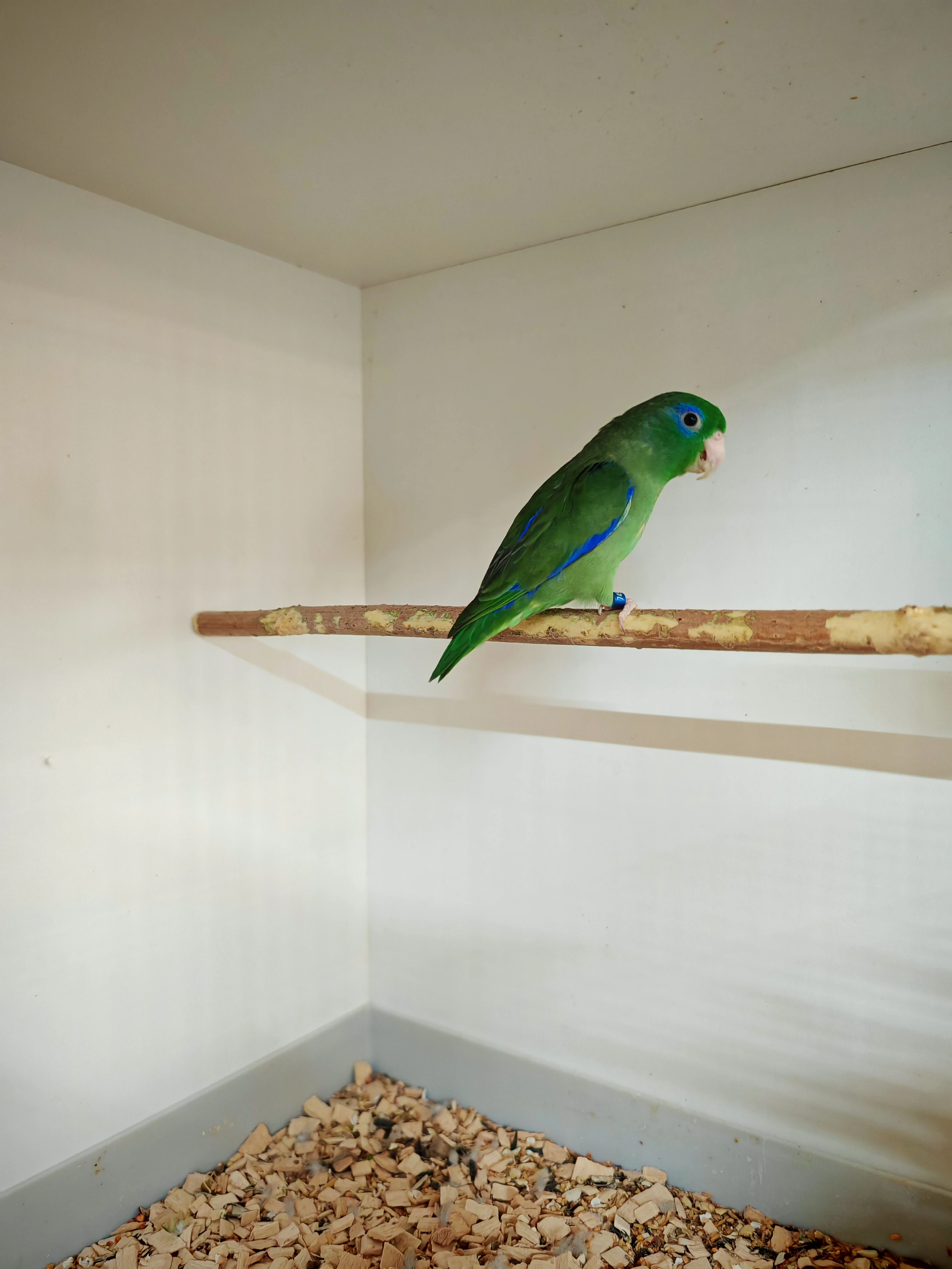 Papoušíček brýlatý sameček