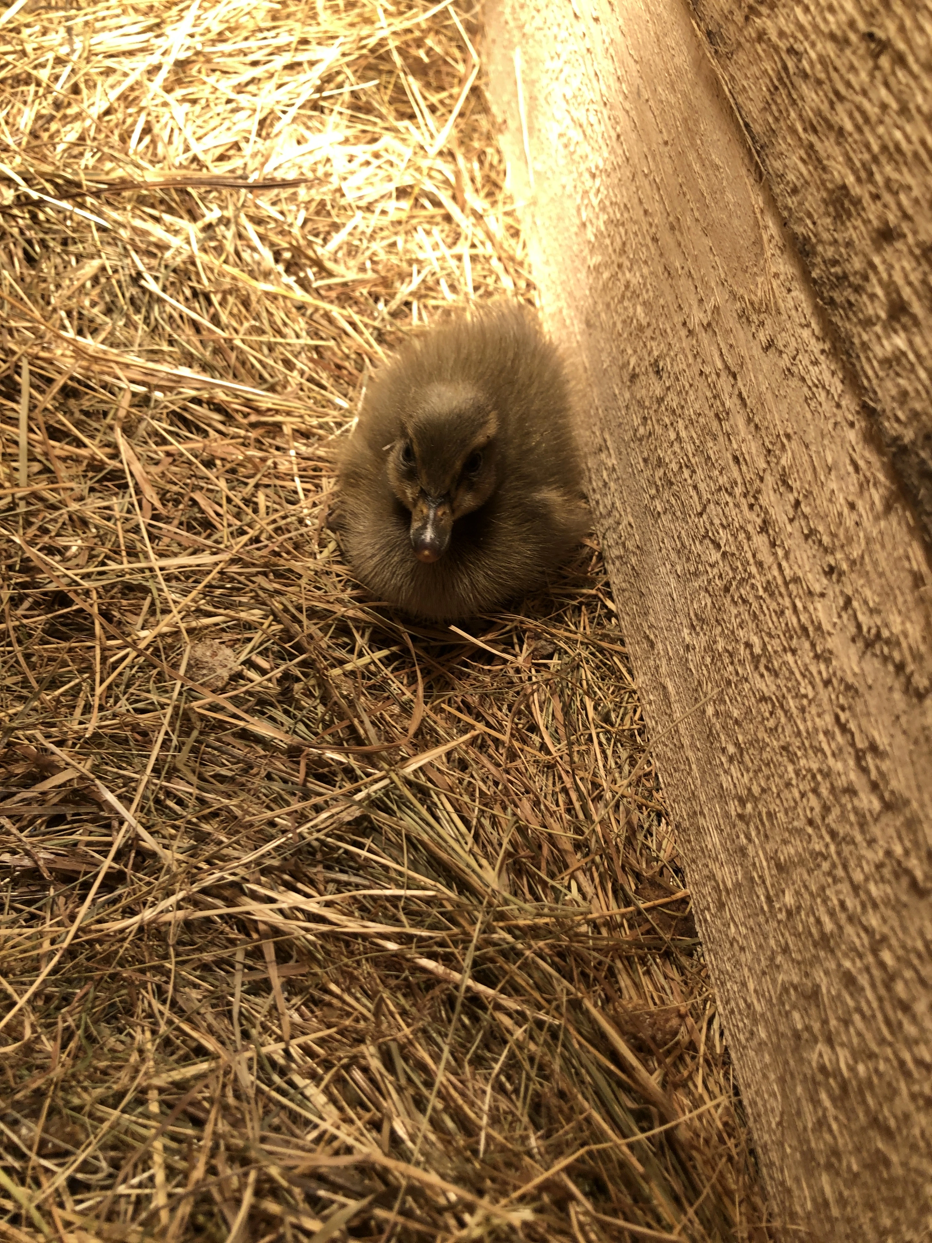 Kachňata Indického běžce