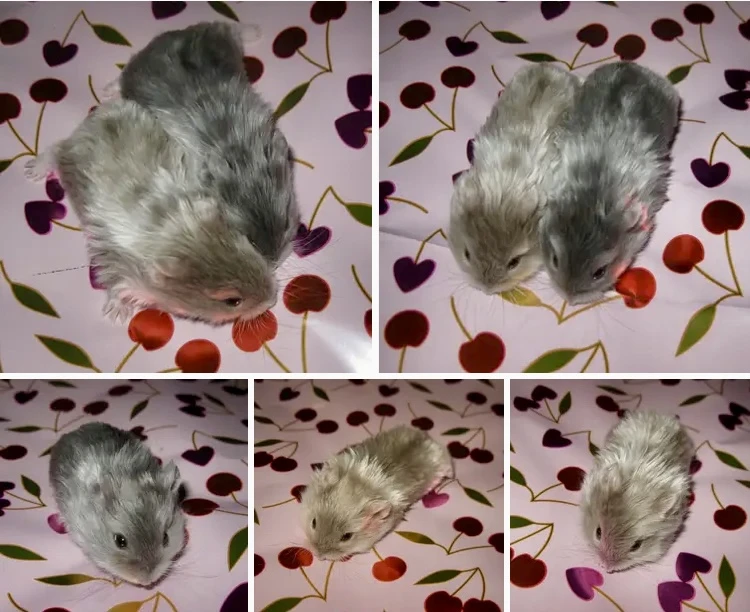 Vzacny saten krecek campbell s PP