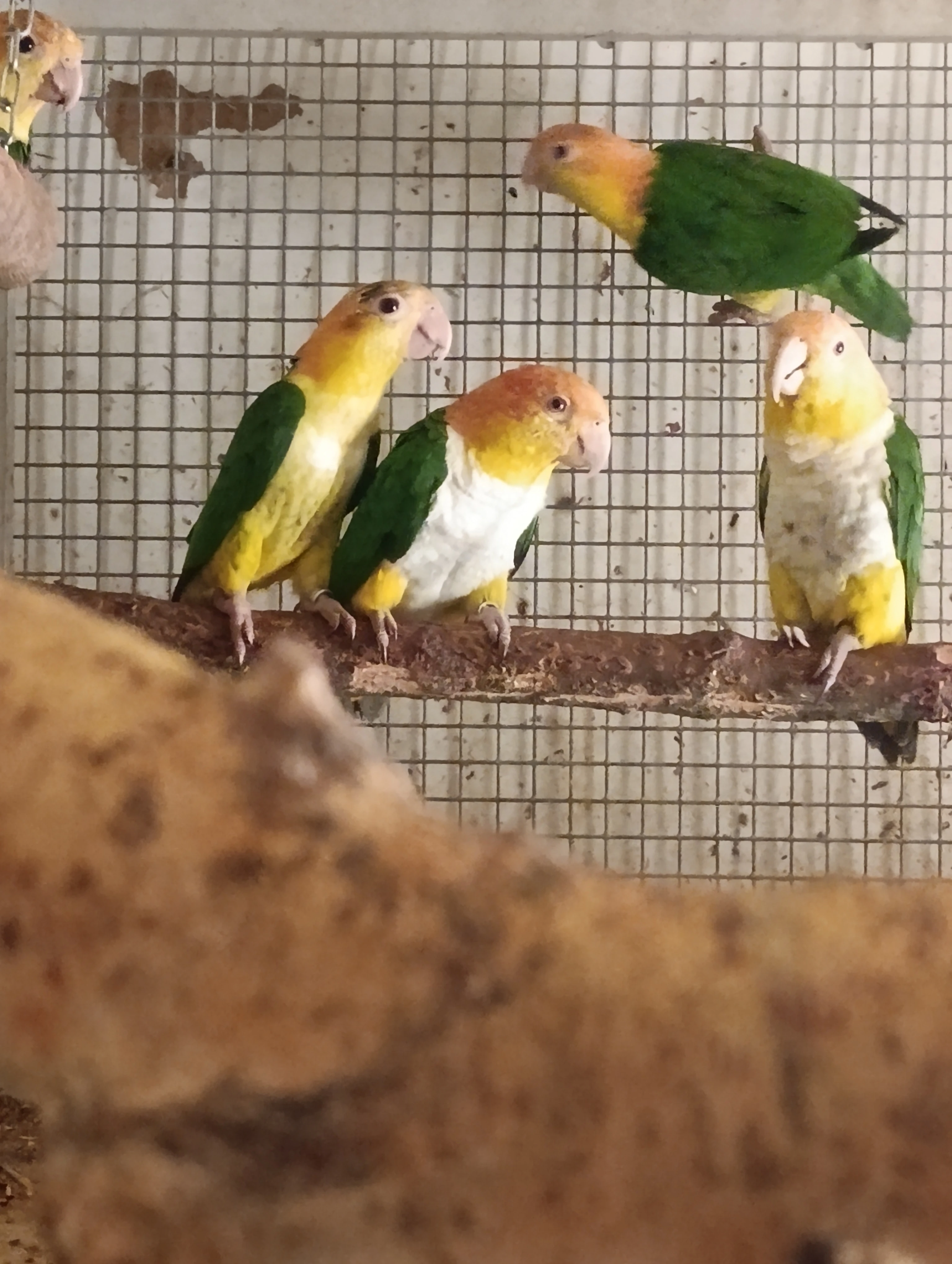 Amazonek bělobřichý