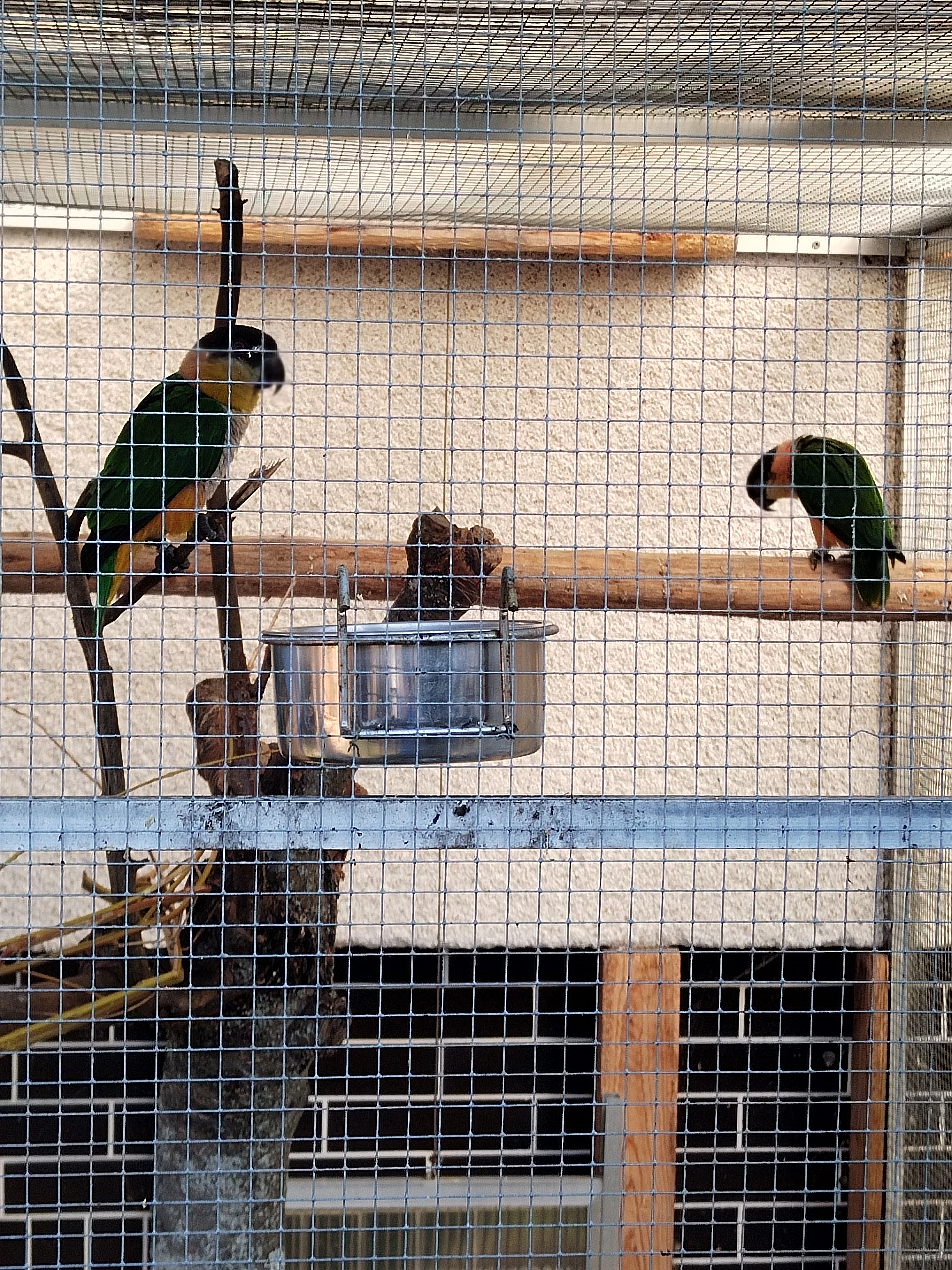 Prodám Amazonek černotemený