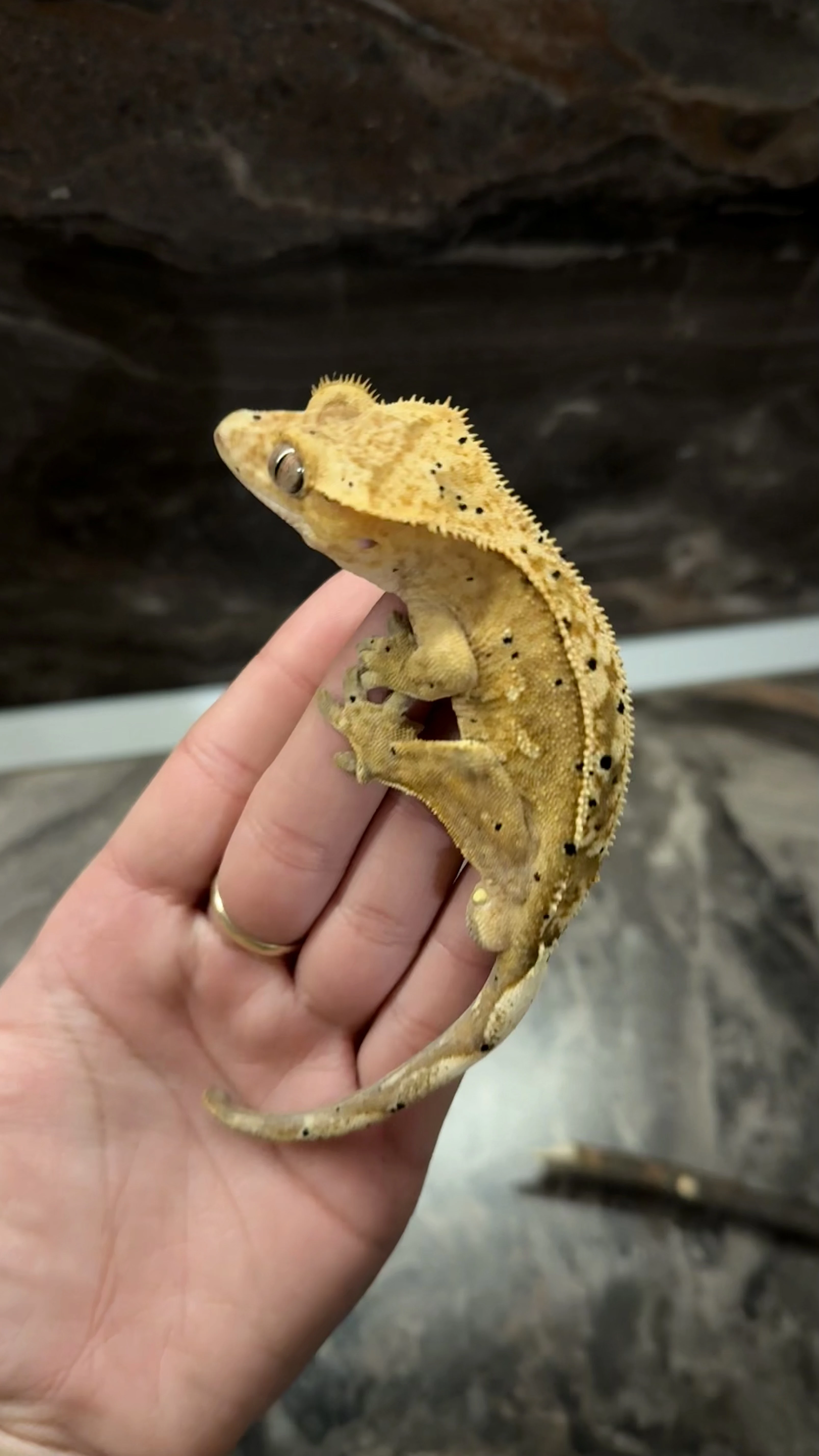 Pagekon řasnatý-samec