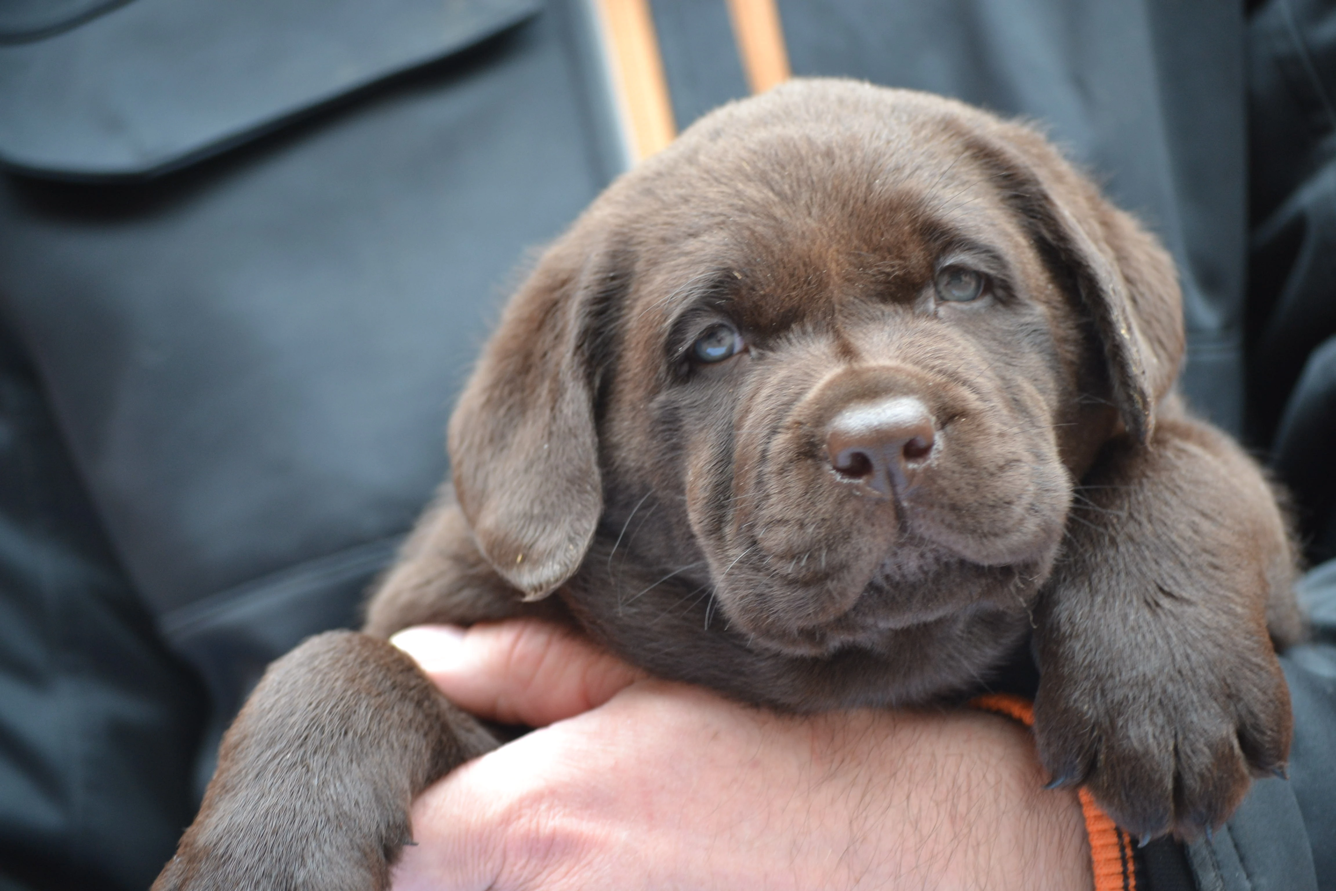 Čokoládová štěňátka Labradorských Retrieverů s PP