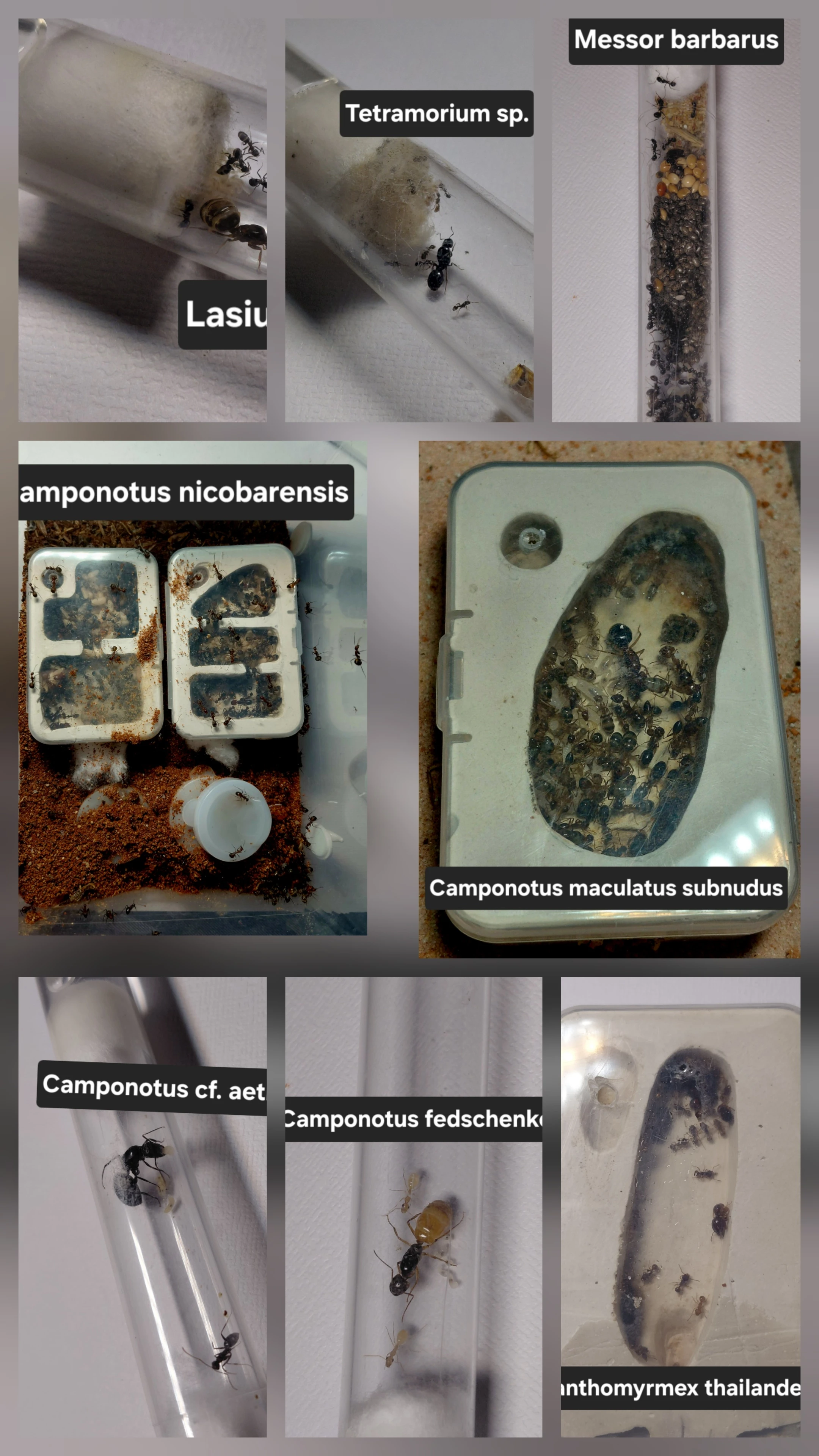 Mravenci - velké i malé kolonie