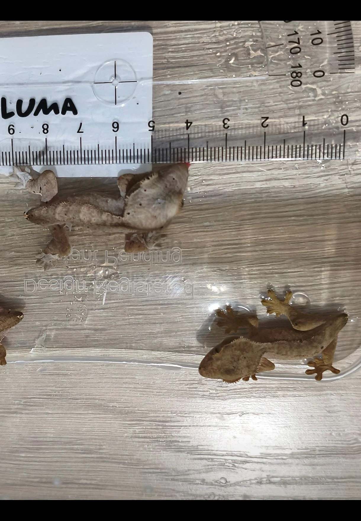 Pagekon řasnatý - mláďata na prodej