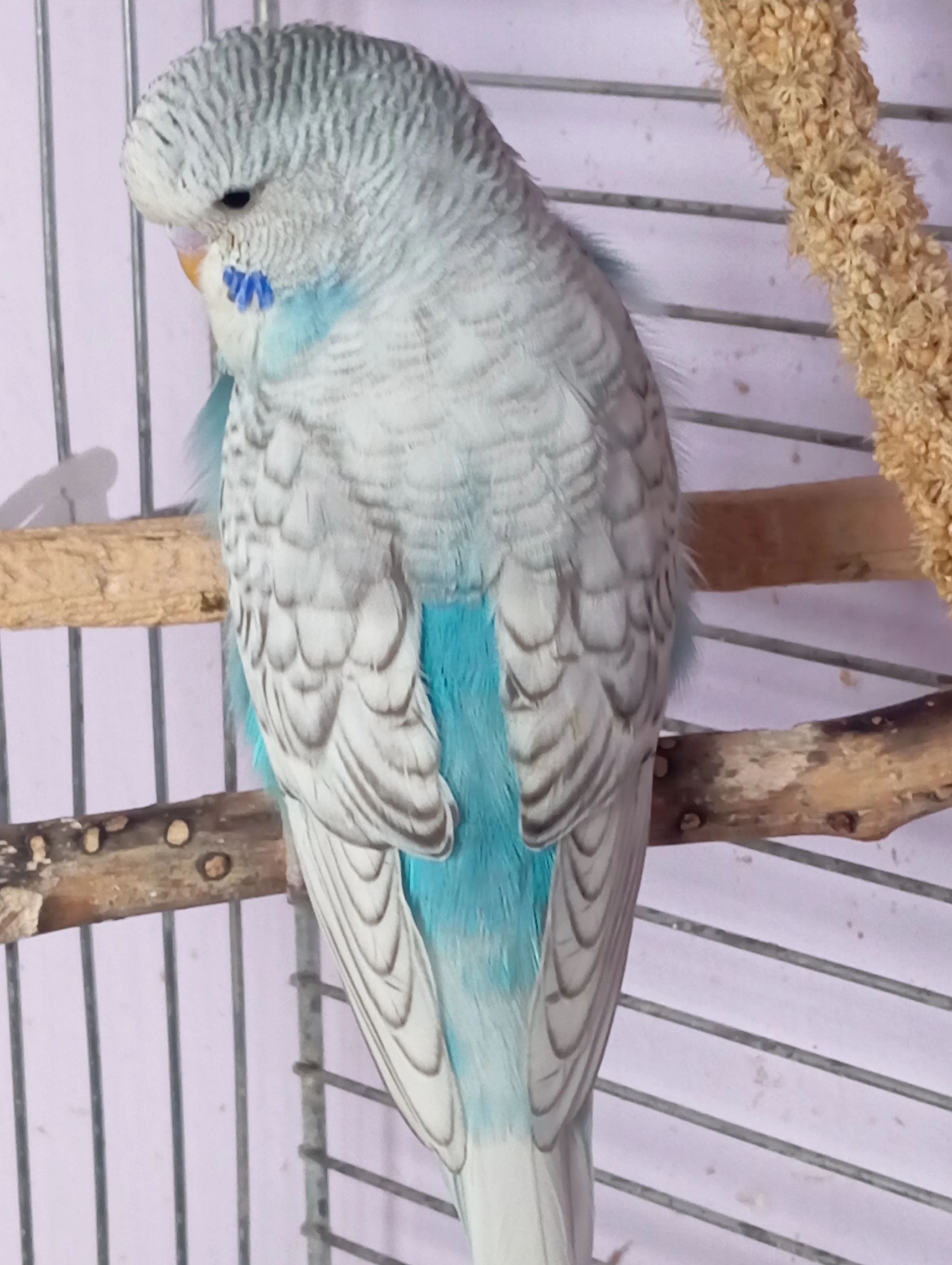 Andulka-letošní mláďata